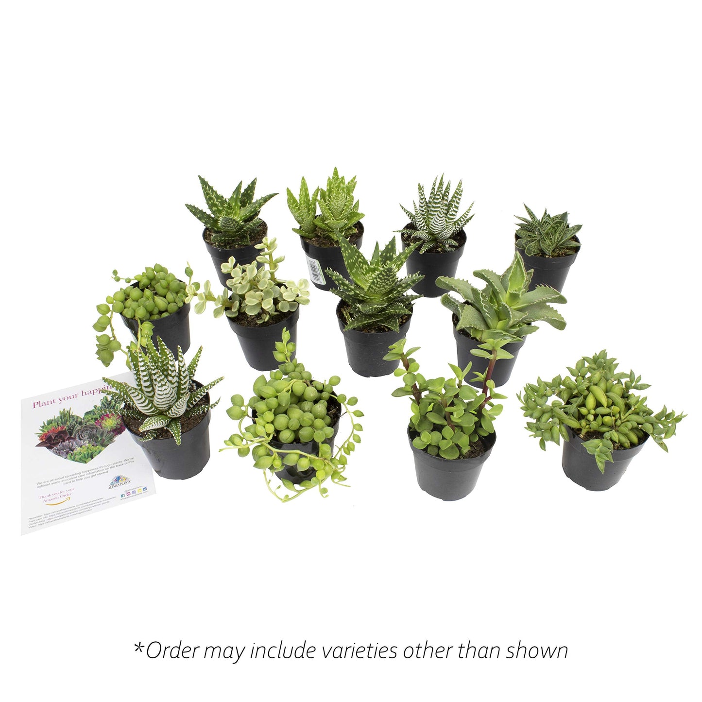 Altman Plants, Assorted Succulents Plants Live Houseplants (12PK), Succulent Plants Home Office Plants Live Indoor Plants, Live Plants Indoor House Plants, Easy Care Plants, Desk Plants Kitchen Plants