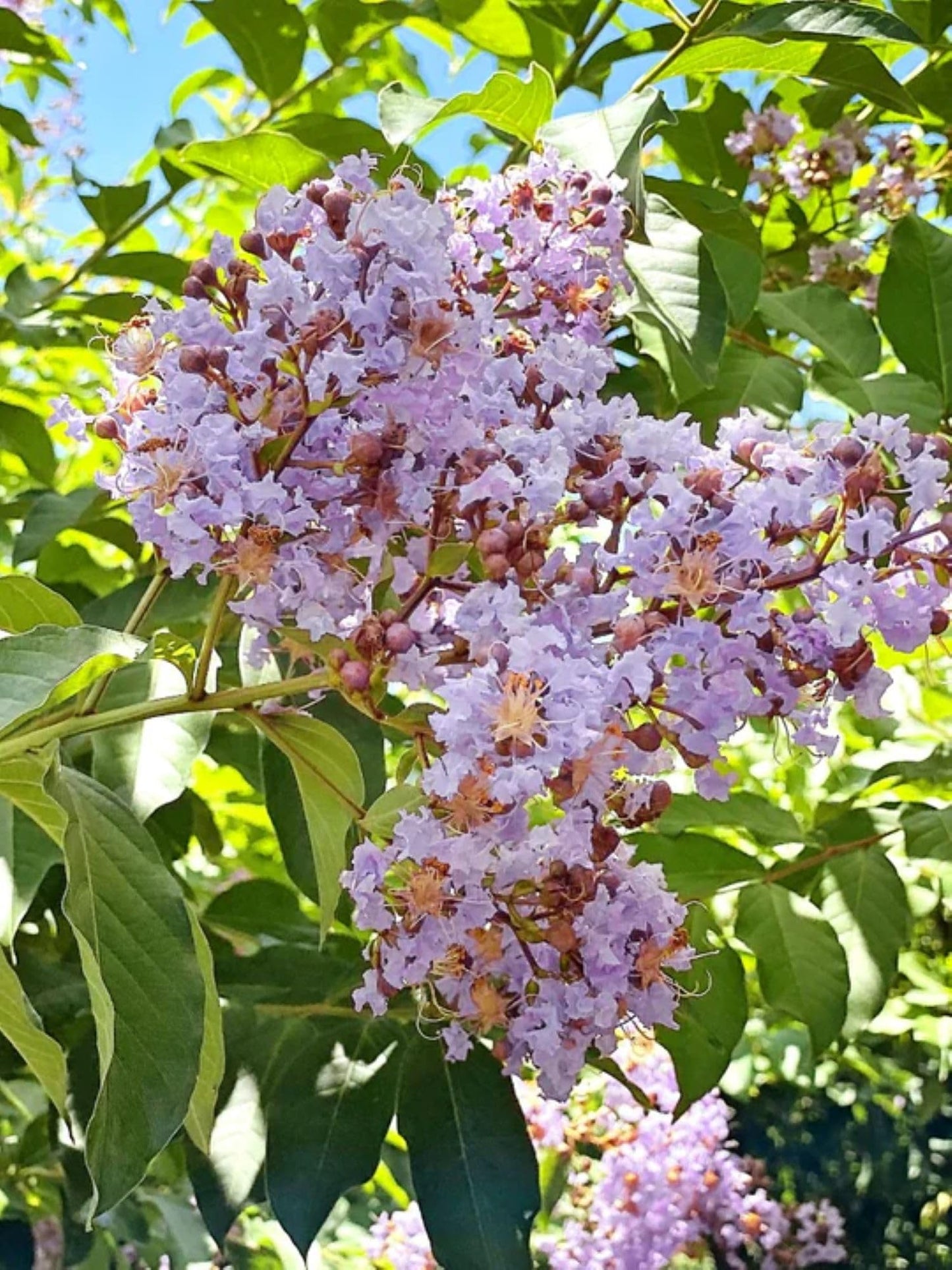 American Plant Exchange Muskogee Crape Myrtle, Live Large 3-Gallon Pot, Light Lavender Flowers, Red-Orange Fall Foliage, Hardy, 100 Days of Blooming, Indoor/Outdoor Landscape/Houseplant