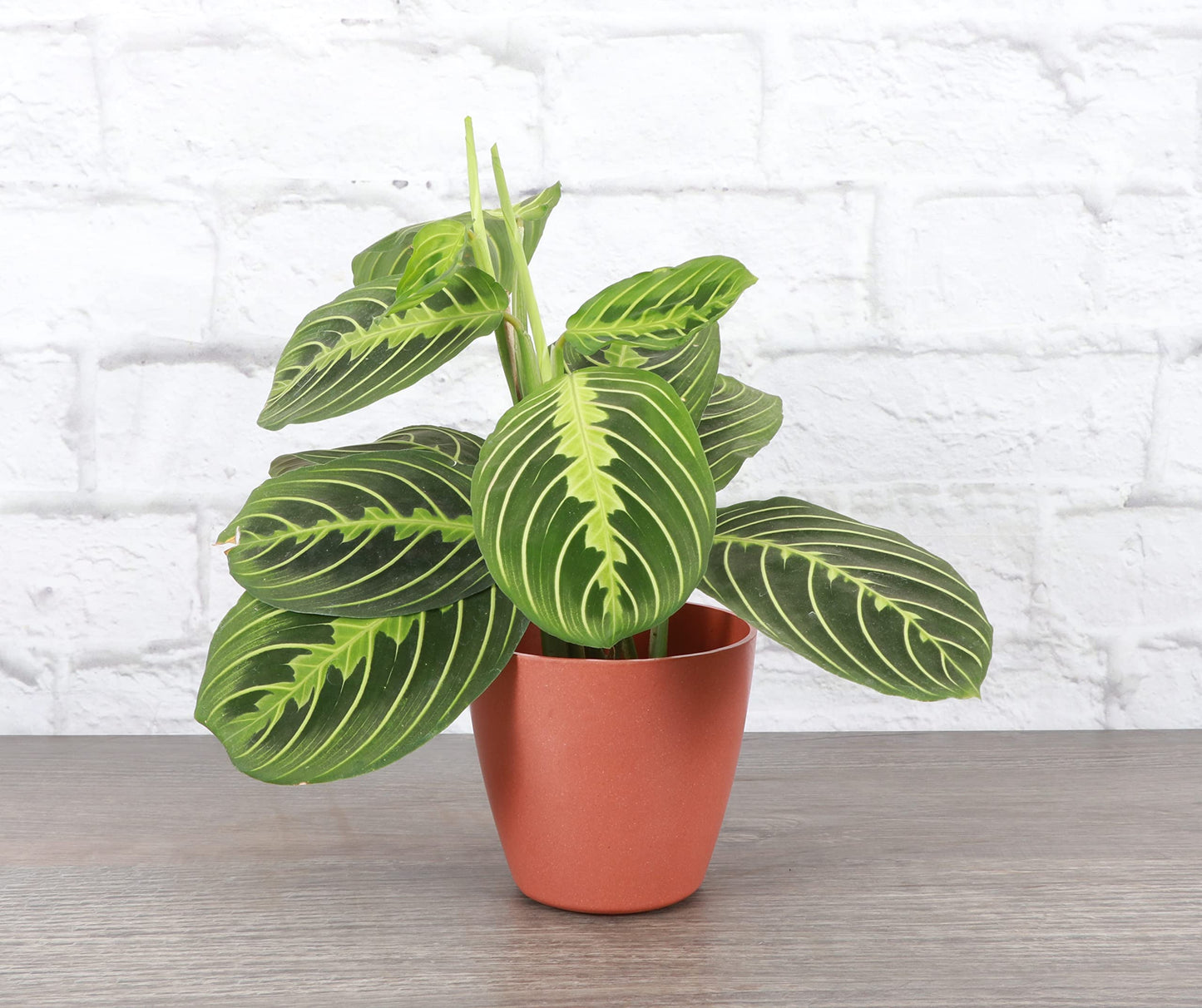 Thorsen's Greenhouse Lemon Lime Prayer Plant, Live Indoor Plant, Pet Friendly, Attractive Houseplant, Lemon Maranta, Natural Air Purifier, Easy to Grow, 4" Diameter Pot (Terra Cotta)