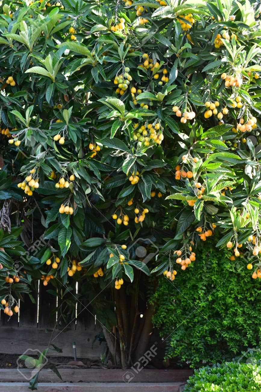 Loquat Tree (Eriobotrya Japonica), Live Tree, Japanese Plump Golden Color Fruit Tree (10-15 Inches)
