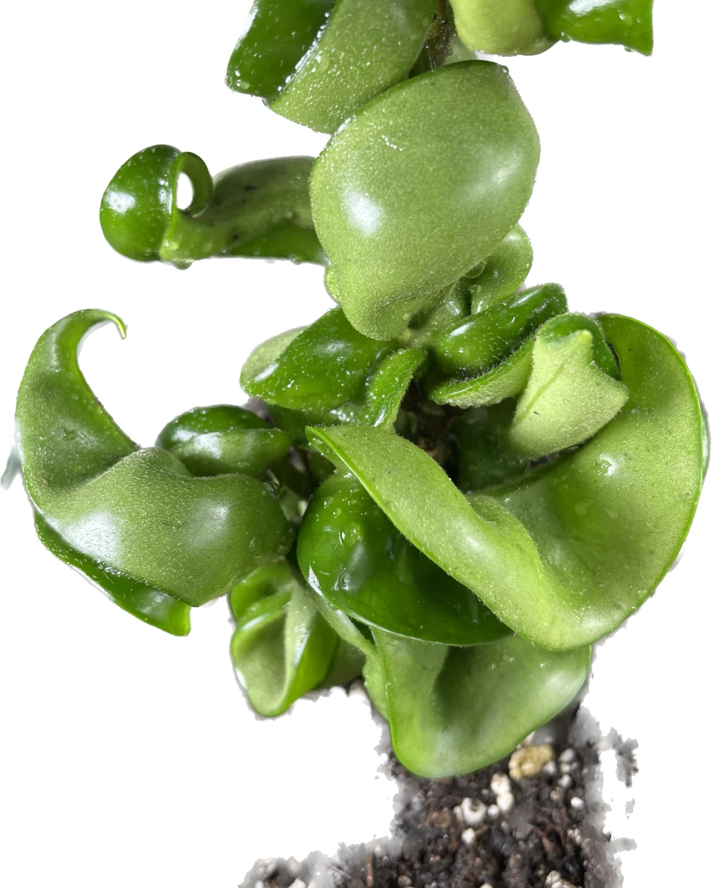 Hoya Compacta aka Hoya Hindu Rope Available in 2" Pot Live Hoya Plant | Air-Purifying Plant