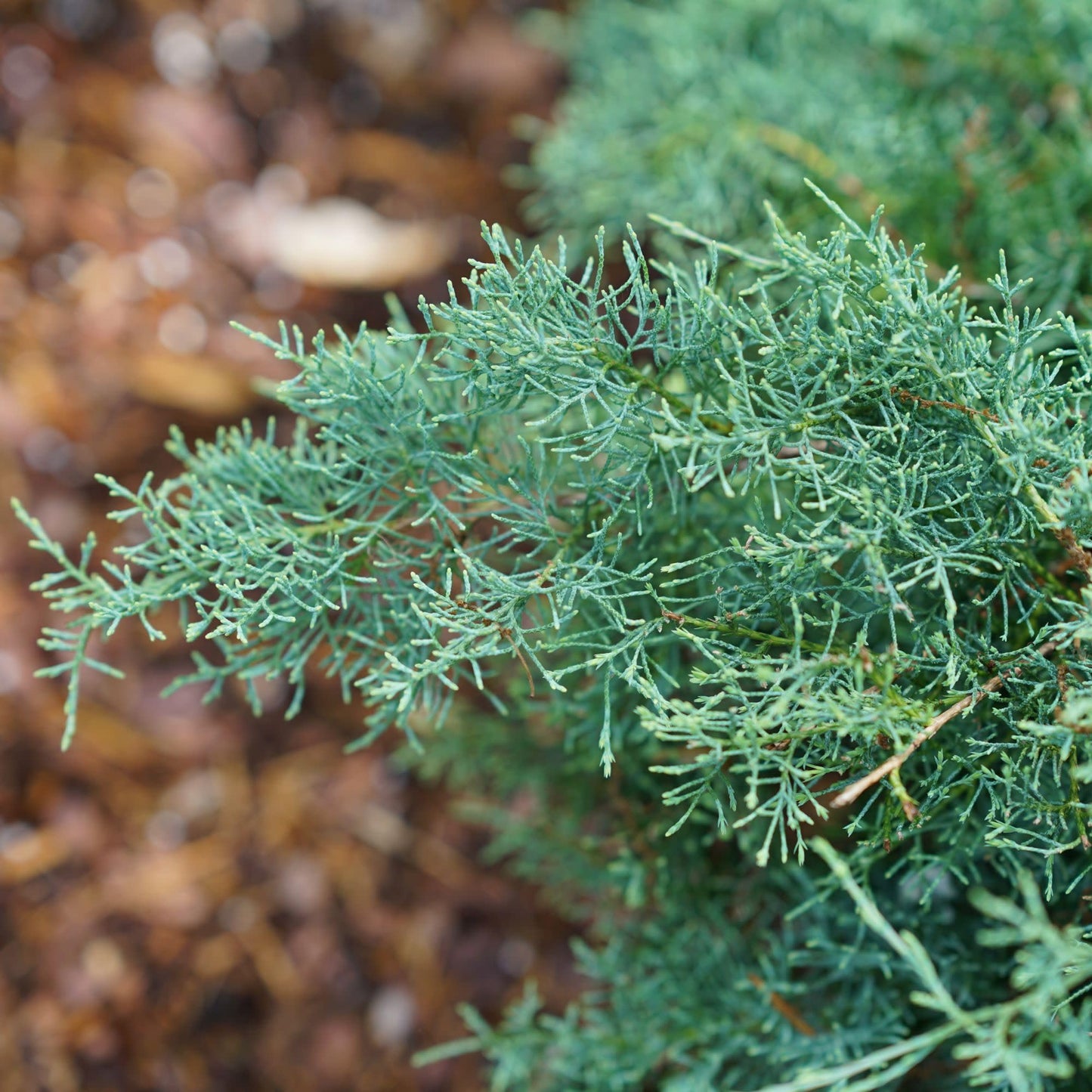 Proven Winners Montana Moss Juniper (Juniperus chinensis) Live Plant, 4.5" Qt