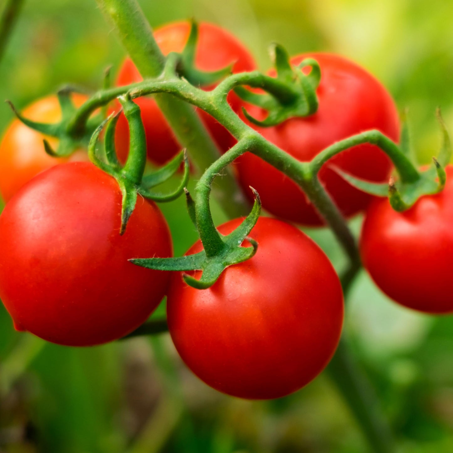 Bonnie Plants Husky Red Cherry Tomato Plugs, Live Plants, Ideal for Containers, Raised Beds, and In-Ground Gardens, Sweet Cherry Tomato Good for Fresh Eating and Cooking, 3 Cubic in., 6-Pack