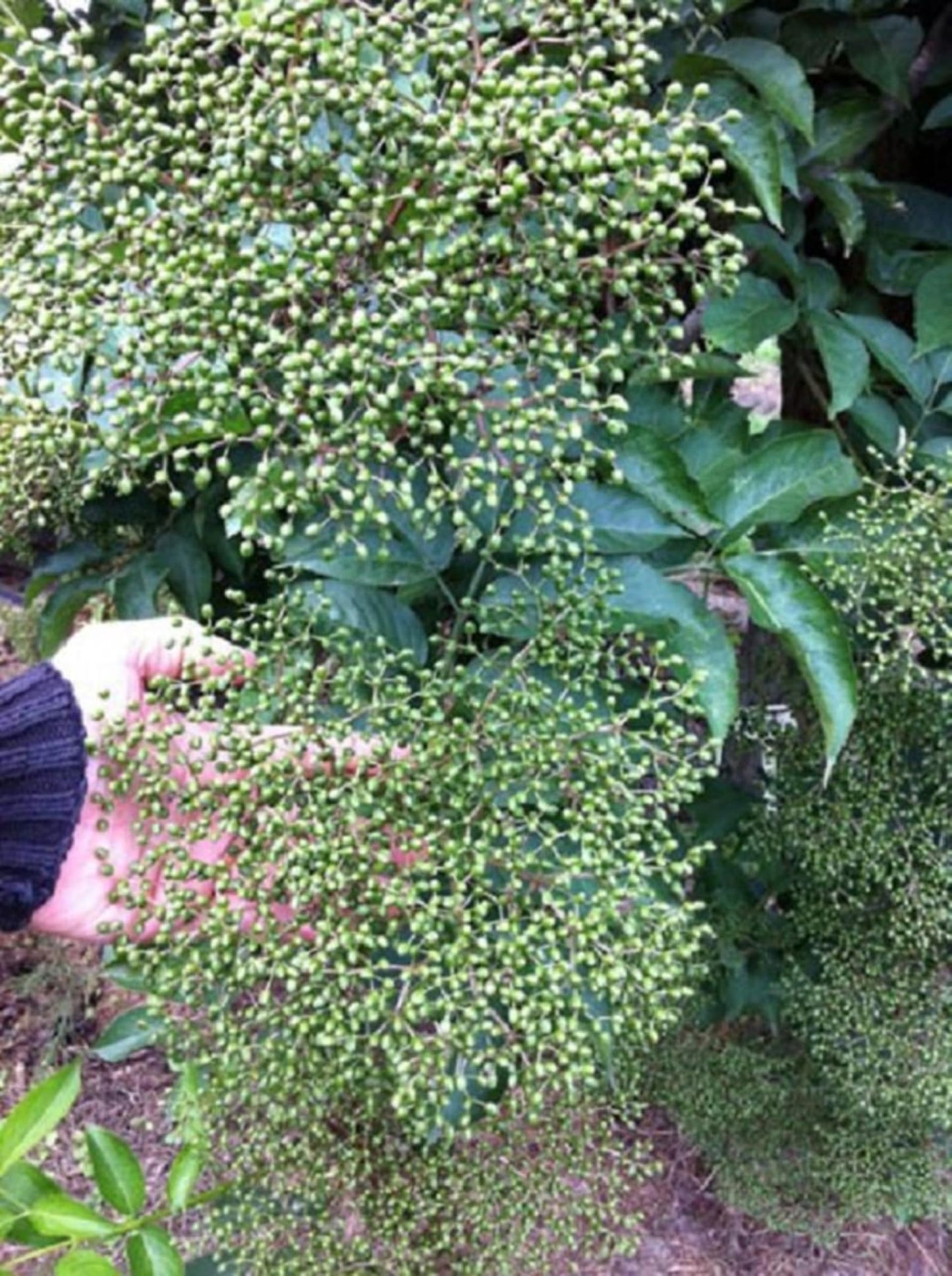 One Live Rooted Plant of Elderberry, Sambucus nigra, Sent Bare Root