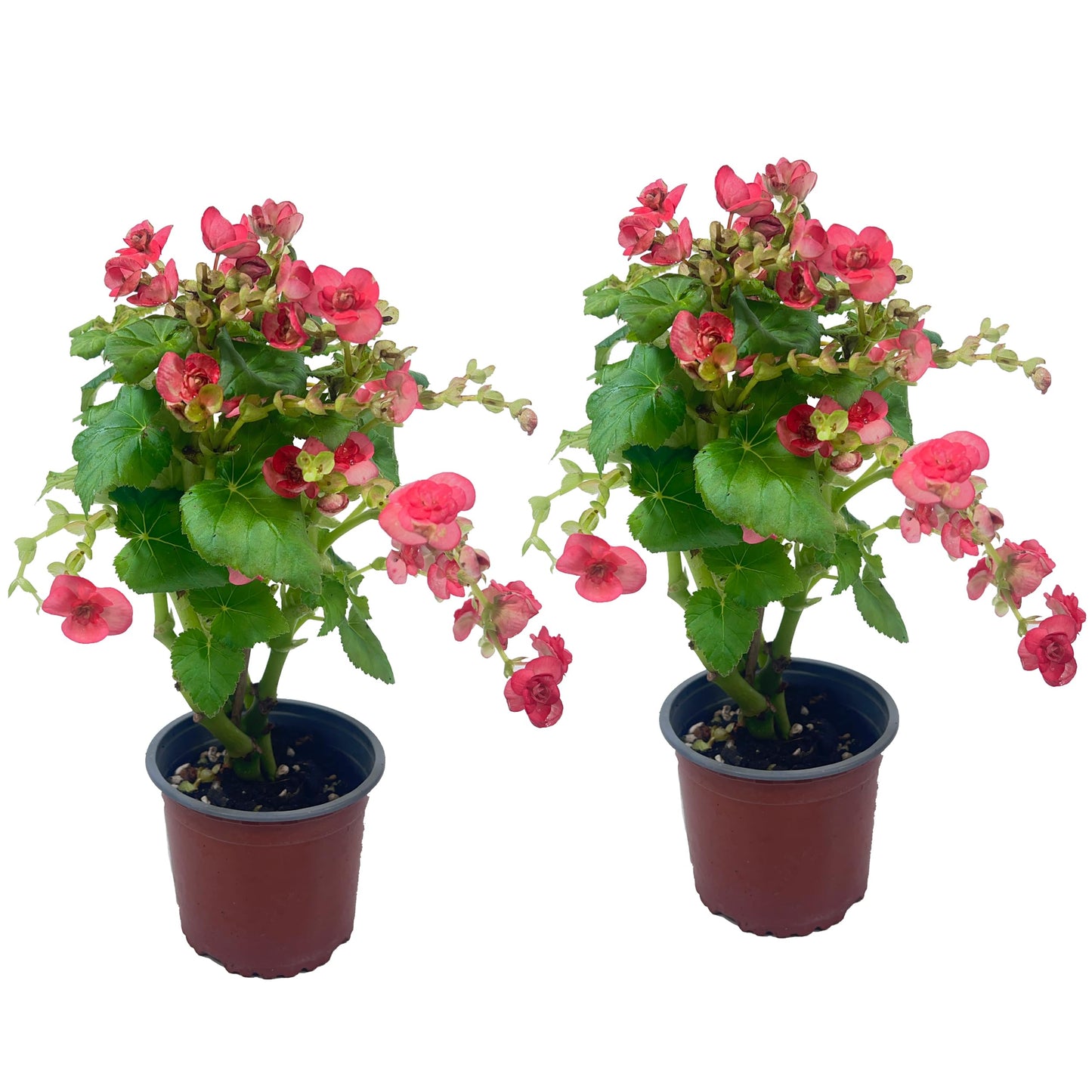 LEAL PLANTS ECUADOR Begonia Pink Special (Pack of 2) – Attractive Indoor Plant,Easy Care, Air-Purifying House Plant for Wellness & Home Decor, Office Desk, Unique Sustainable Gift for Plant Lovers
