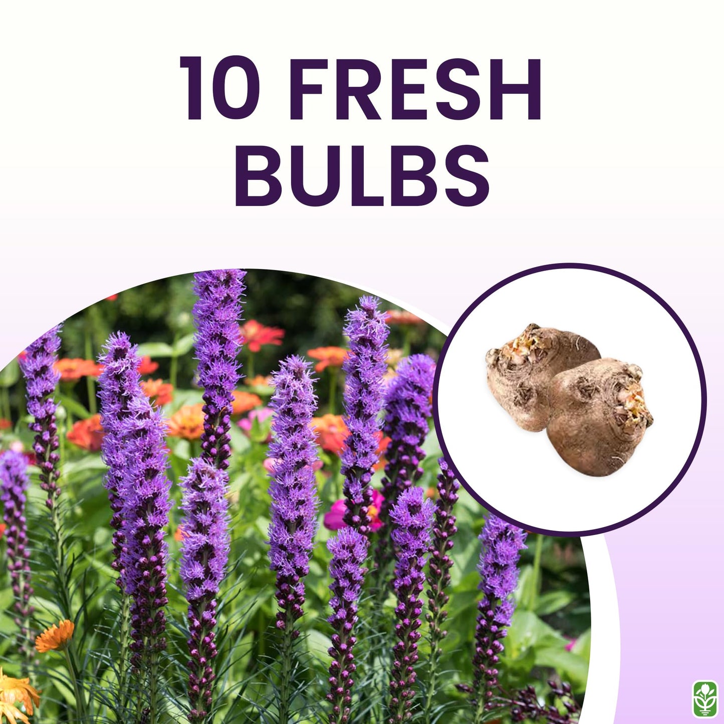 Purple Blazing Star - 10 Fresh Bulbs - Liatris Spicata Flower Bulb - Perennial Gayfeather Plant for Planting Outdoor - Perfect for Borders and Landscapes