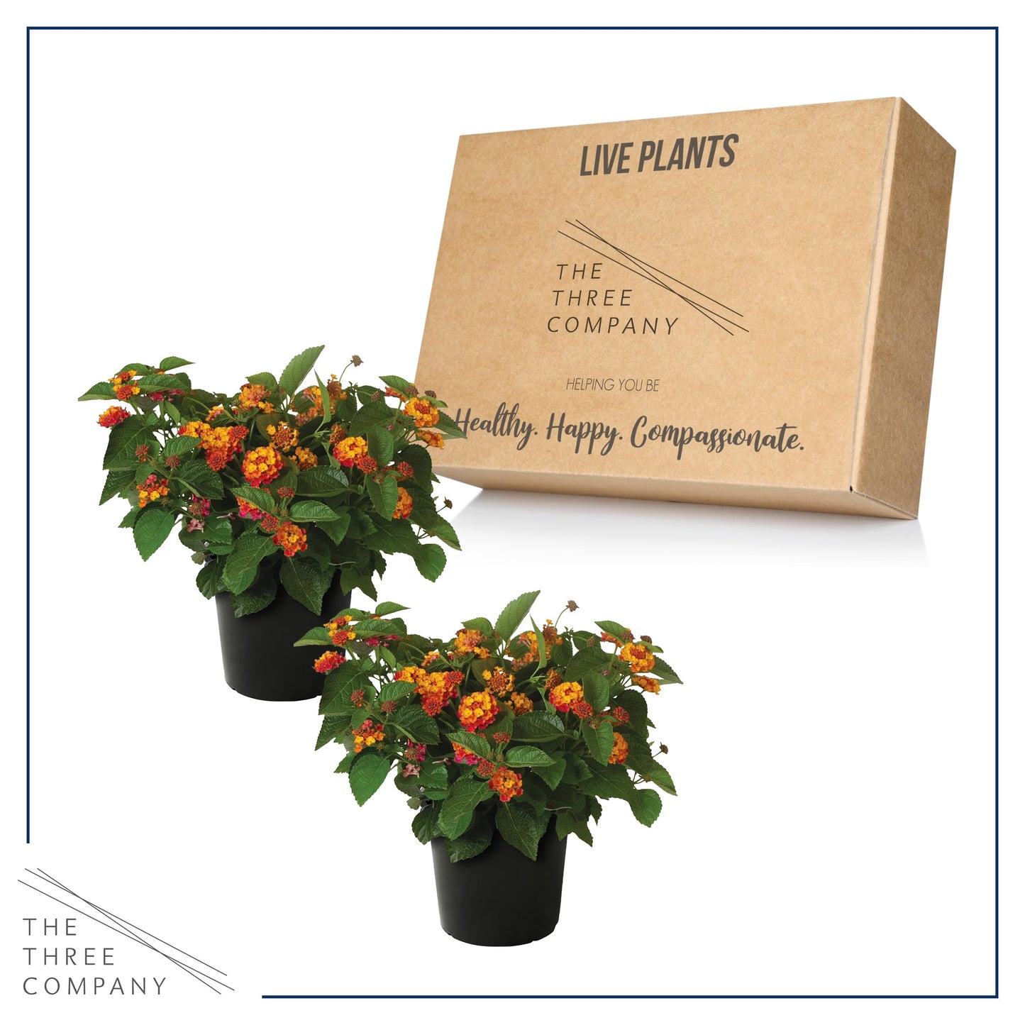 Live Flowering Lantana - Havana Red Sky (2 Plants Per Pack), Healthy Blooming Pollinator, 8" Tall by 5" Wide in 1 Qt Pot