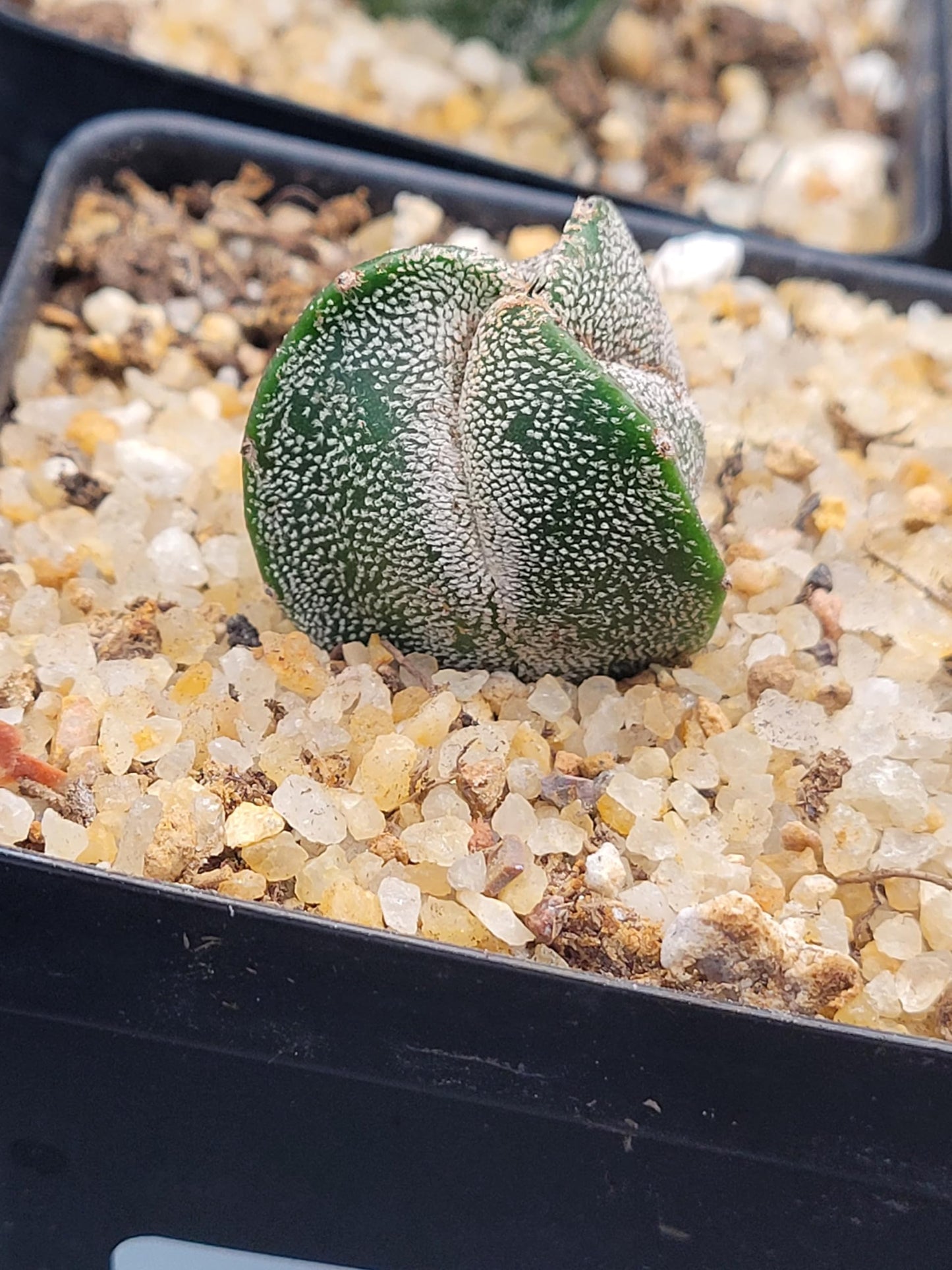Astrophytum Myriostigma 3 Rib Cactus, Live Indoor Plant, Drought Tolerant