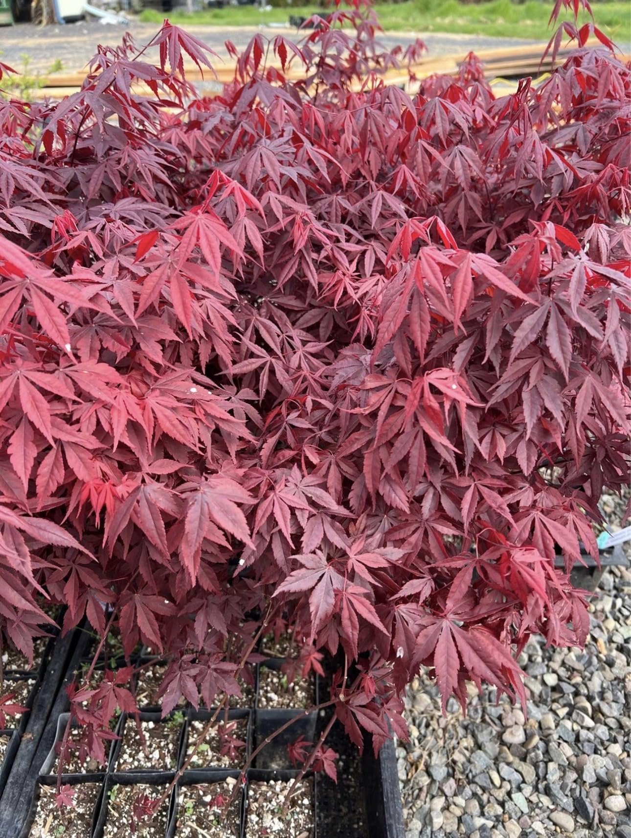 Bloodgood Red Japanese Maple Tree - 2 Year Live Plant - Acer palmatum 'Bloodgood' by - Japanese Maples and Evergreens