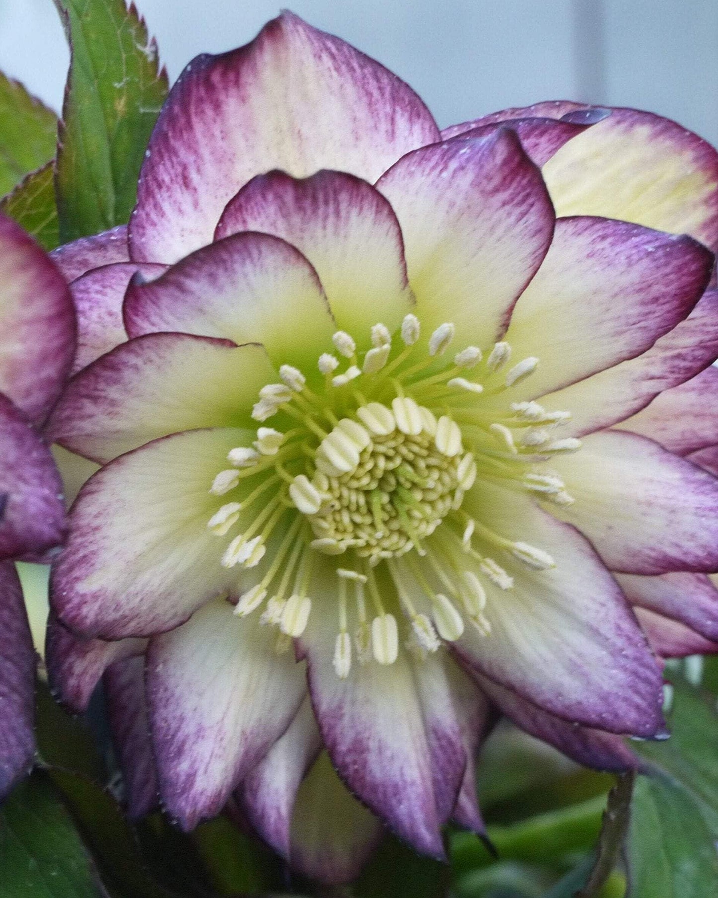 Perennial Farm Marketplace Helleborus x Hybridus Winter Jewels® ‘Rose Quartz’ (Lenten Rose) – Live Plant, Size-Quart, Spring Blooming, Shade-Loving, Deer Resistant
