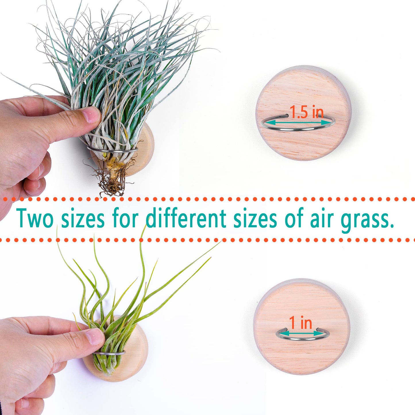 MITIME Air Plants Holders-Real Wood Live Air Plant Holders.Rustic Air Plant Stand,Wall-mounted to save space.(Plants not included)(Orbicular Set of 6)