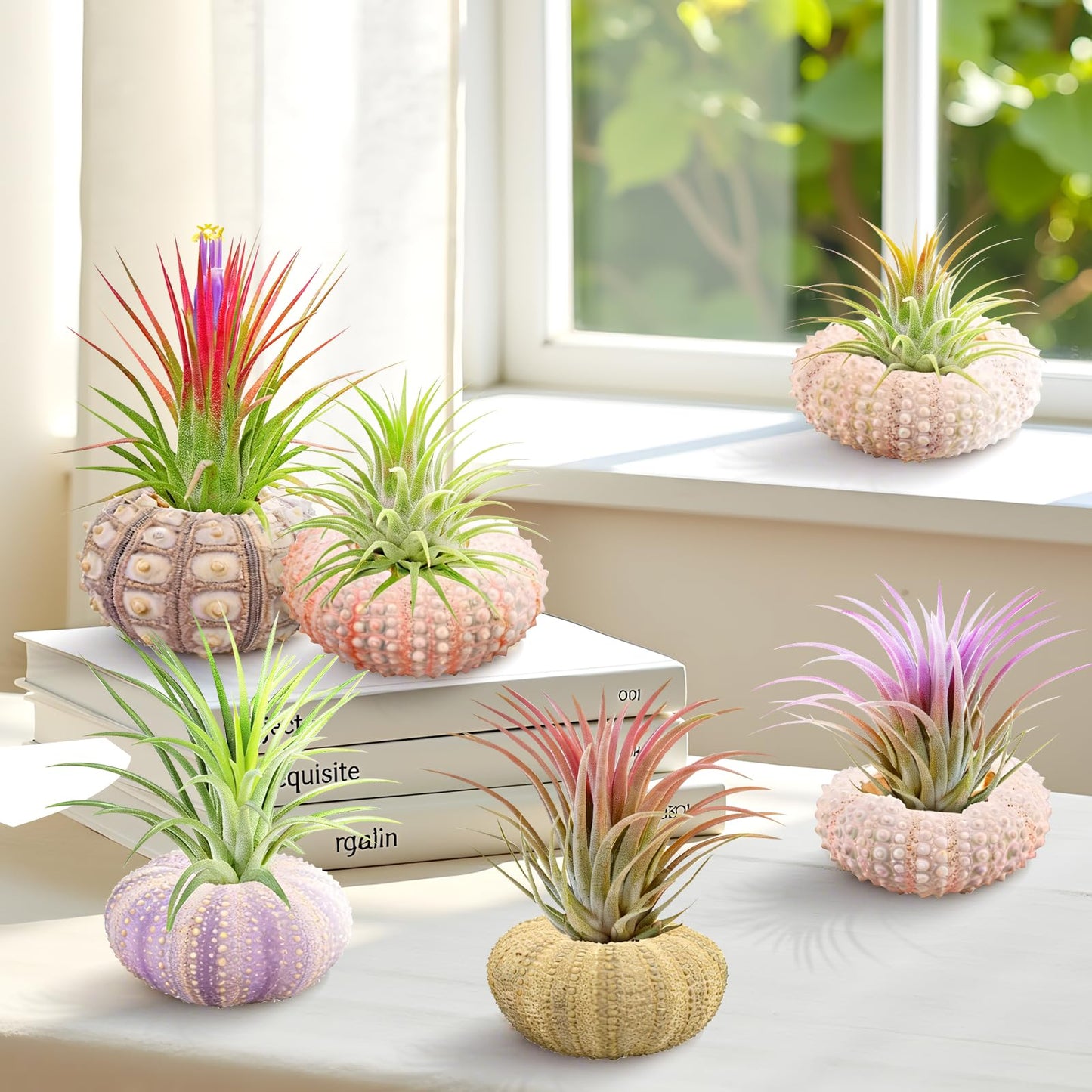 Woosytoo Hanging Air Plant Holders 6PCS – Mini Sea Urchin Shell Hanger Pots for Tillandsia & Succulent Display, Coastal Home & Garden Wall Decor, Indoor Outdoor Hanging Planter Set