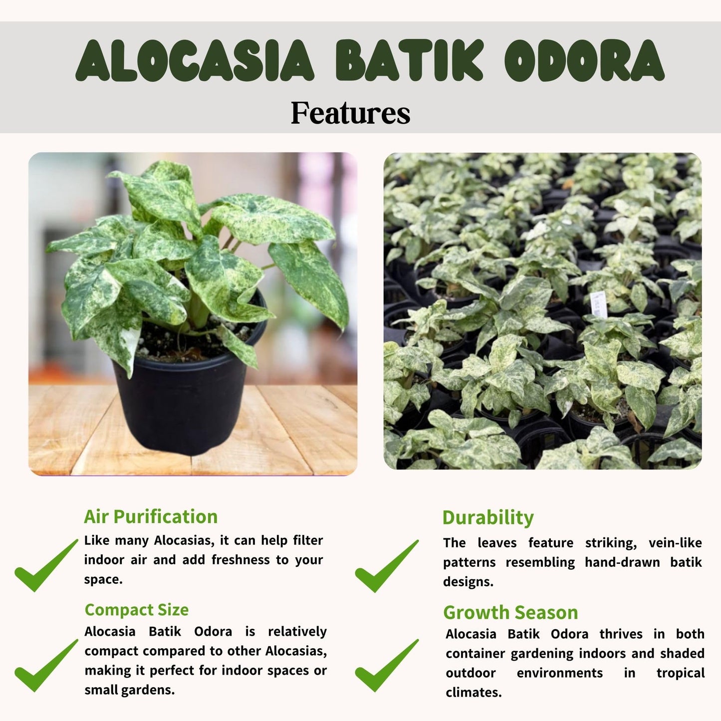 Live Alocasia Batik Odora Variegated Plant - Rare Exotic Tropical Houseplant, Stunning Indoor Foliage, Easy Care Air-Purifying Plant for Home Decor, Office, and Unique Gifts (Heat Pack Included)