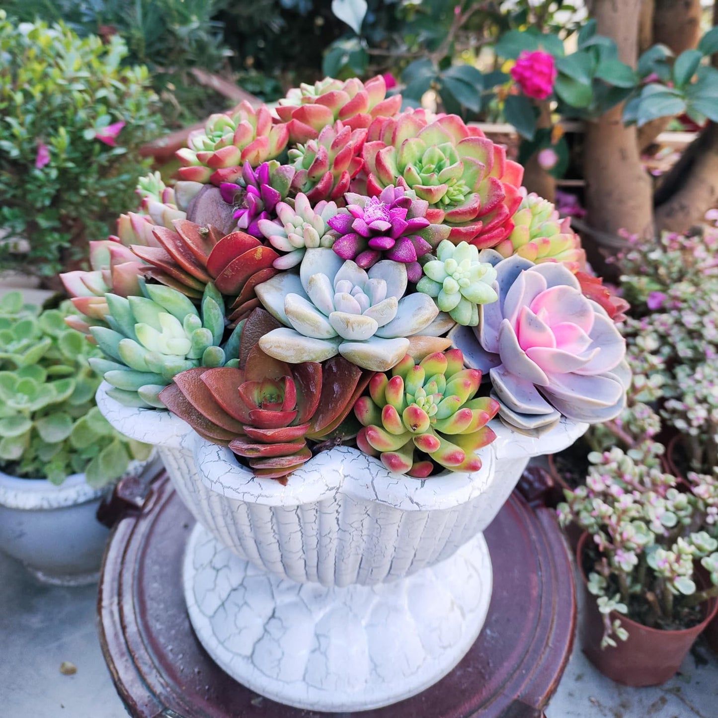 Sprout N Green 10 Assorted Succulents with Root, 10 Different Varieties Live Plants Collection, Without Plant Pot, Easy to Care, Great for Gardener Beginner, DIY Projects, Wedding Party Favor