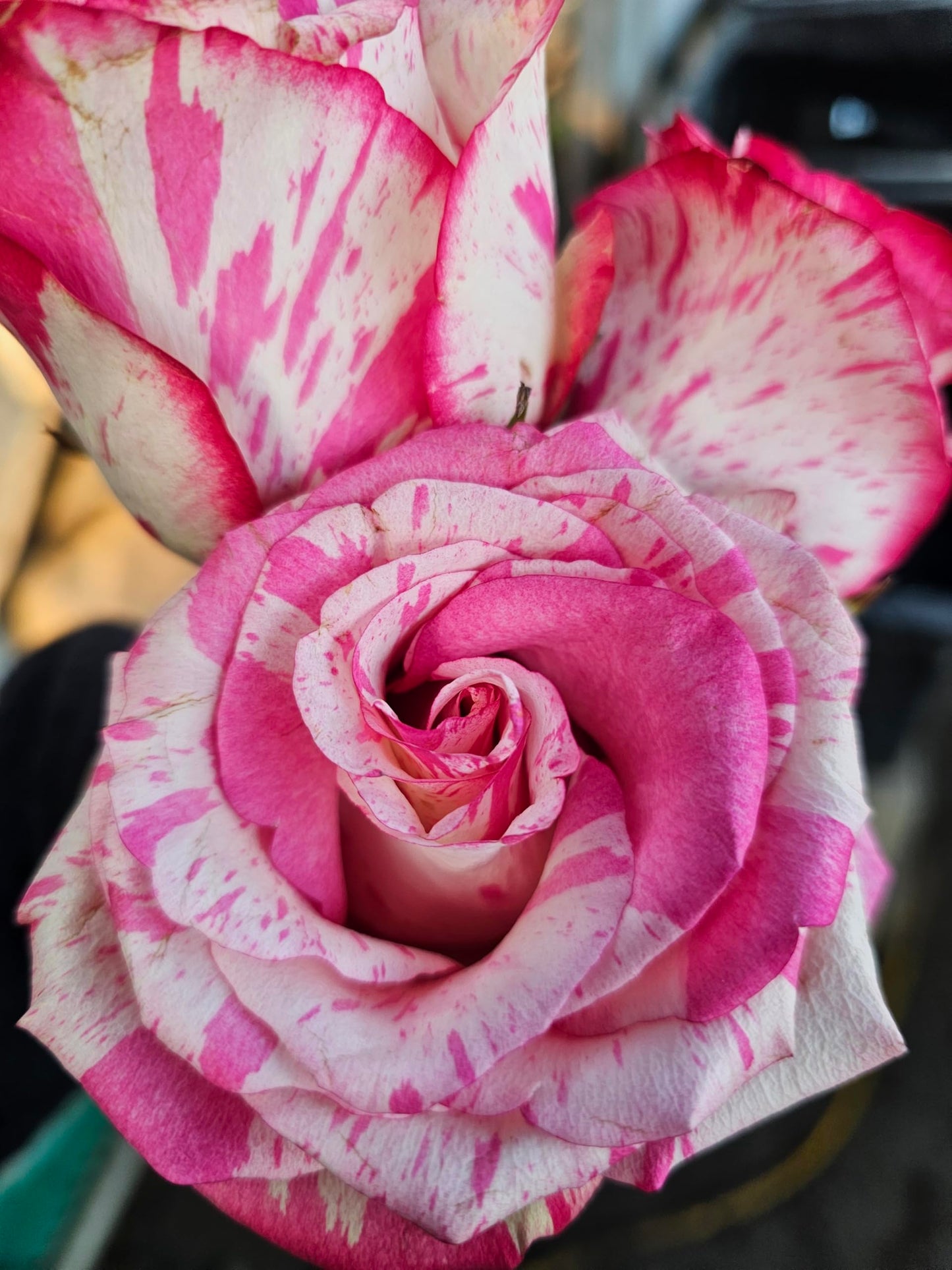 Ma Cherie Roses, Magic Times Rose Bush, Rose Bushes Ready to Plant, 2 Quart Pot, Live Plants Outdoor, Plant Gifts, Roses, Rare Plants