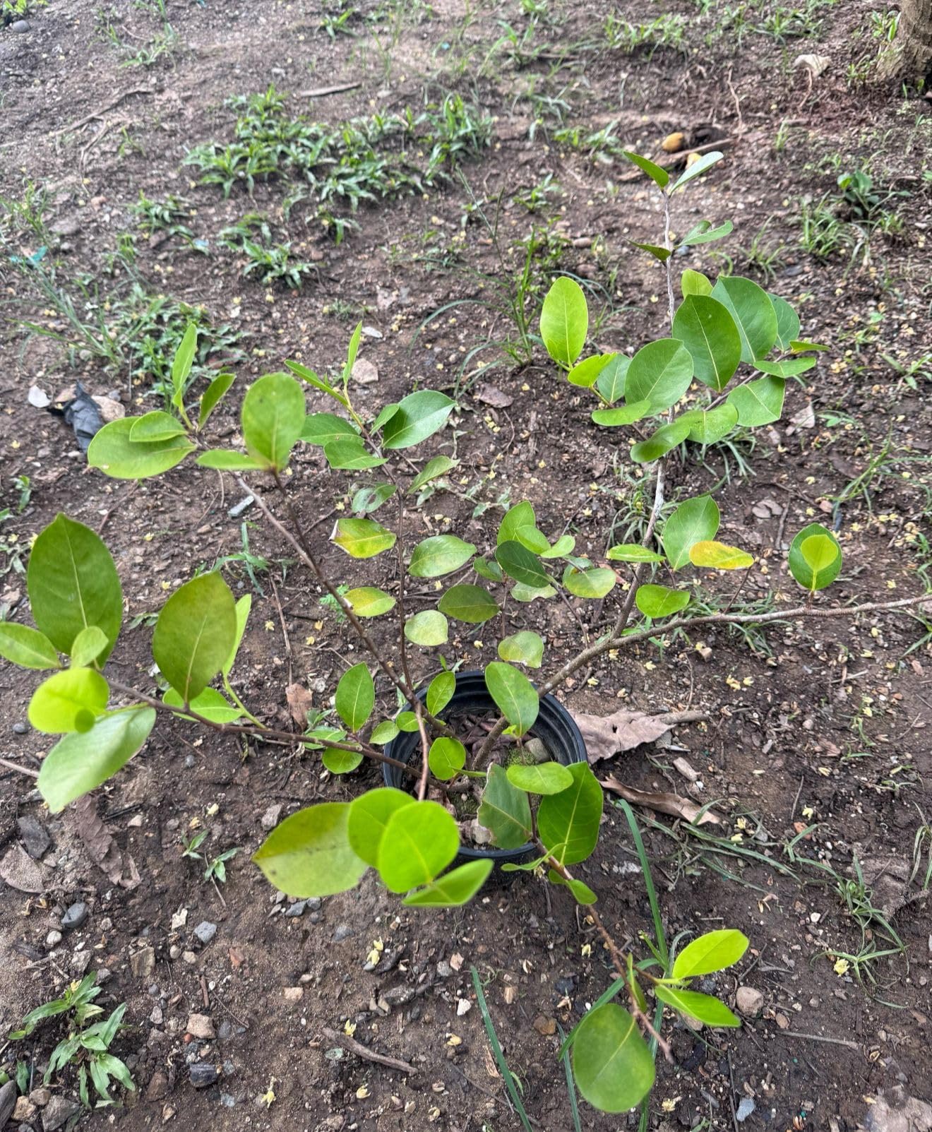 caco/Chrysobalanus icaco/Live Fruit Tropical Tree (1-2ft) Coco Plum Plant