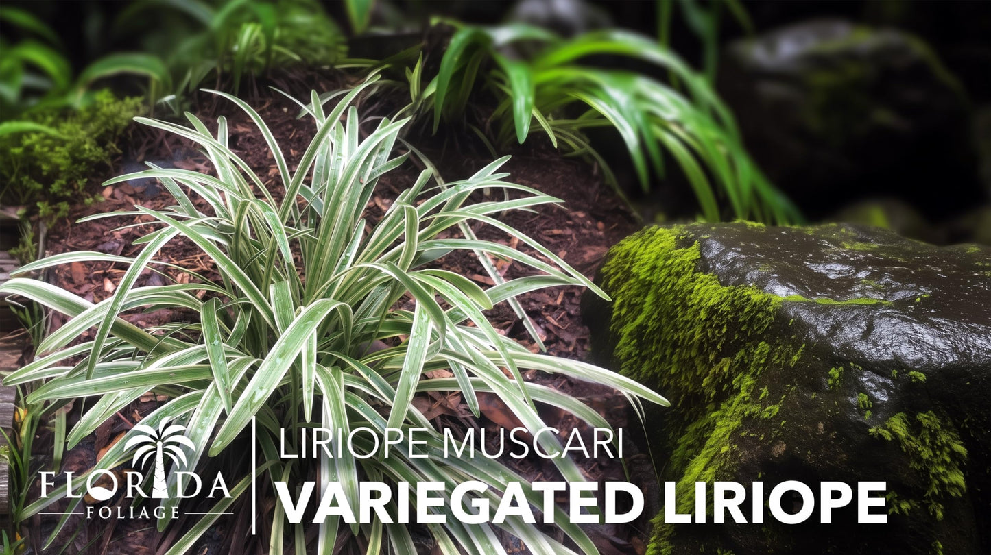Variegated Liriope | 12 Quart Size Plants | Liriope Muscari | Ground Cover, Ornamental Grass, Shade Tolerant, Low Maintenance, Evergreen Foliage, Border Accent, Drought Tolerant, Perennial Beauty