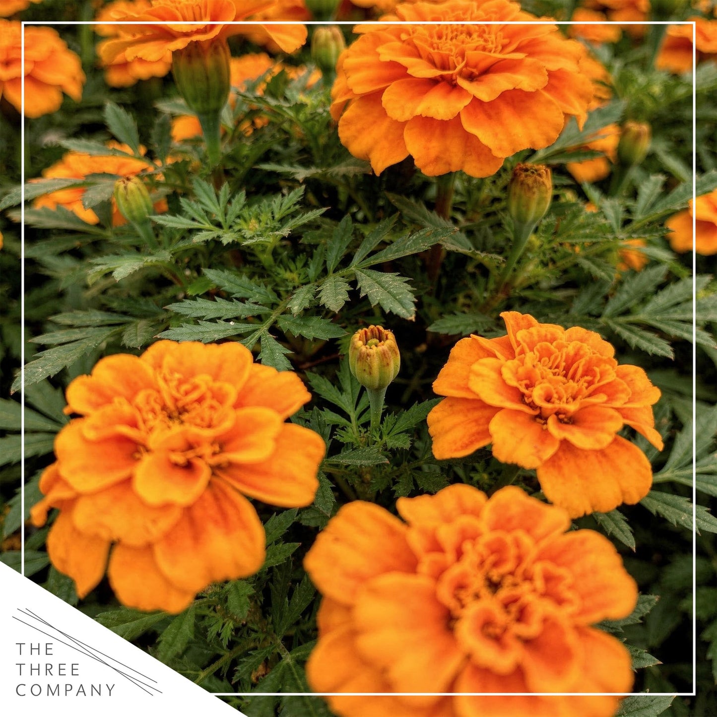 Live Flowering Marigold - Durango Orange (4 Per Pack), Beautiful Spring Color, 8" Tall by 4" Wide in 1 Pt Pot