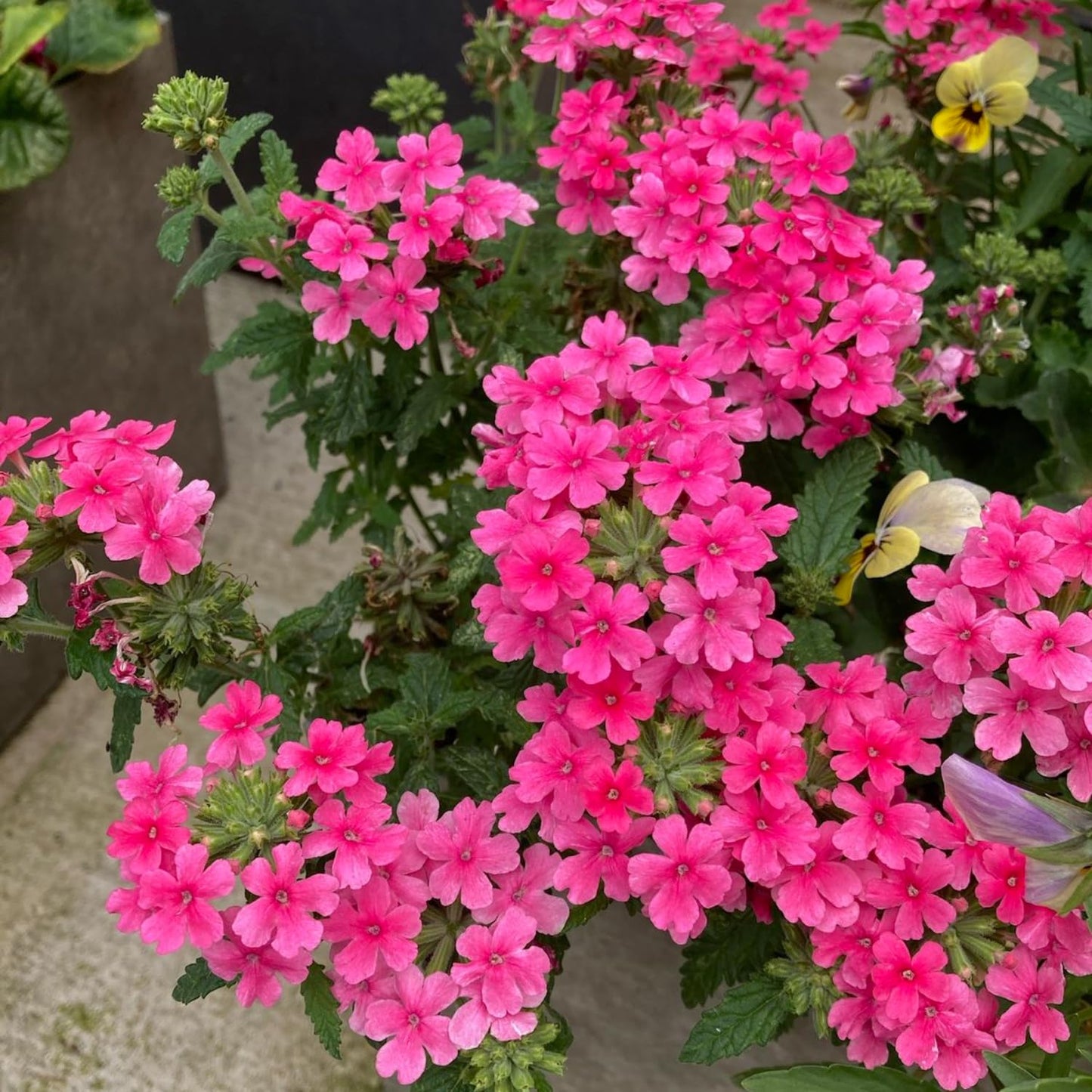 Set 2 Verbena Live Plants, Perennial Verbena Flowers, Long-Lasting, Hardy Flowering Plant for Planting (Pink)