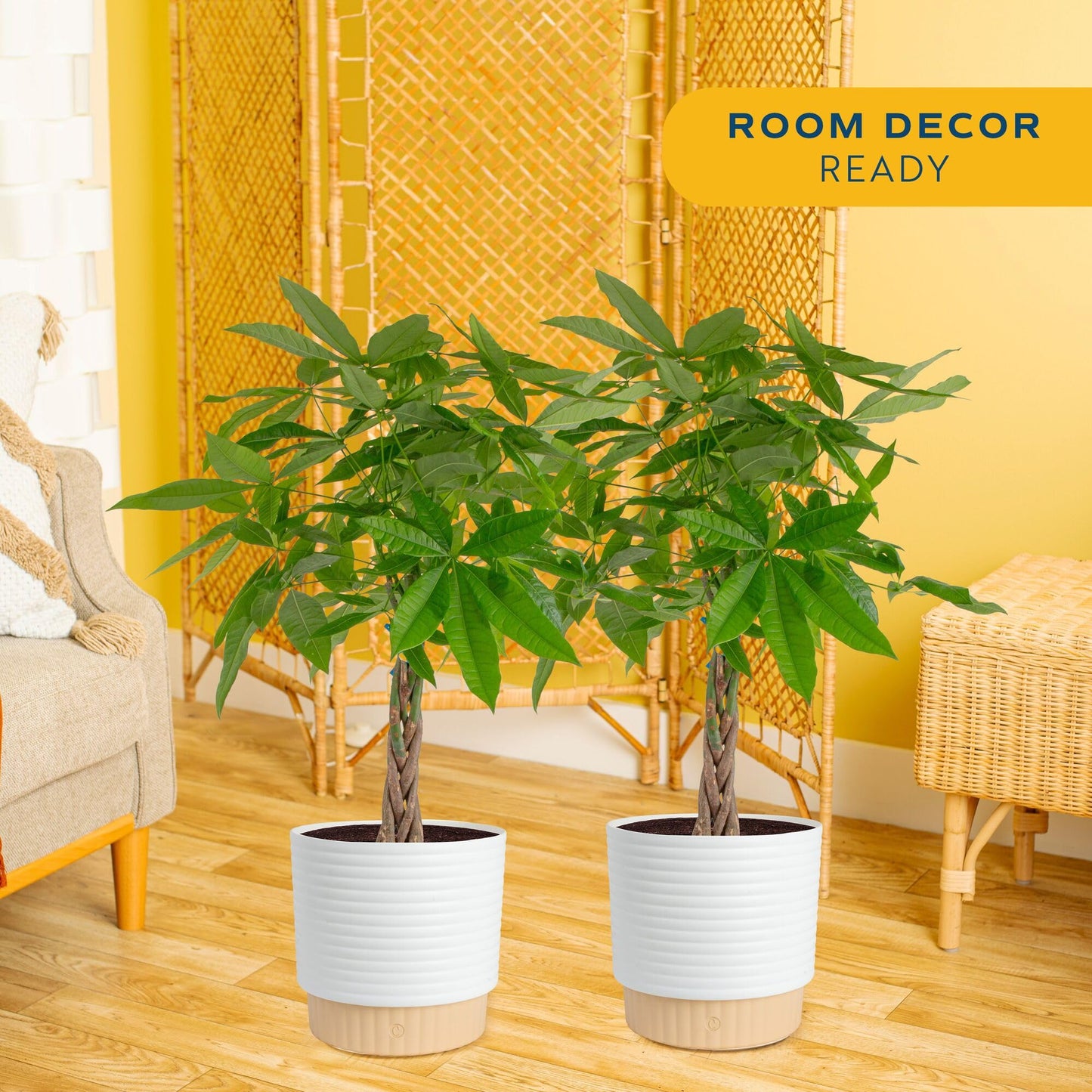 Costa Farms Live Money Tree Plants (2-Pack), Large Indoor Plant 3-4 Feet Tall with Braided Trunk, Easy Care Floor Houseplants in 10-Inch Decor Pots, Pet Friendly Housewarming Gift & Office Decor