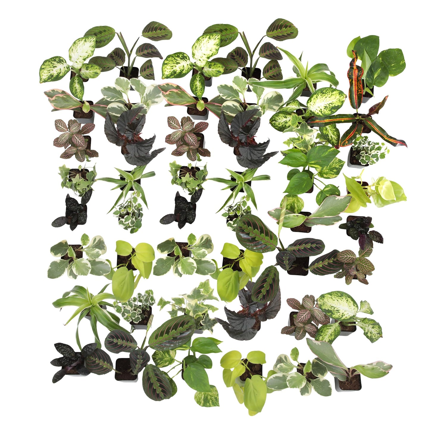 Easy to Grow Houseplants (48 Pack) Live House Plants in Plant Containers, Growers Choice Plant Set in Planters with Potting Soil Mix, Home Décor Planting Kit or Outdoor Garden Gifts by Plants for Pets