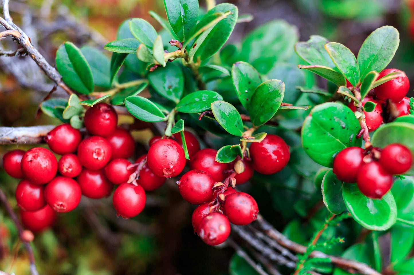 Live Cranberry Plants (Highbush) – Vibrant Red Berry Producing Shrub, Edible Fruit, Hardy Outdoor Garden Plant, Great for Landscaping & Wildlife (5 Plants)