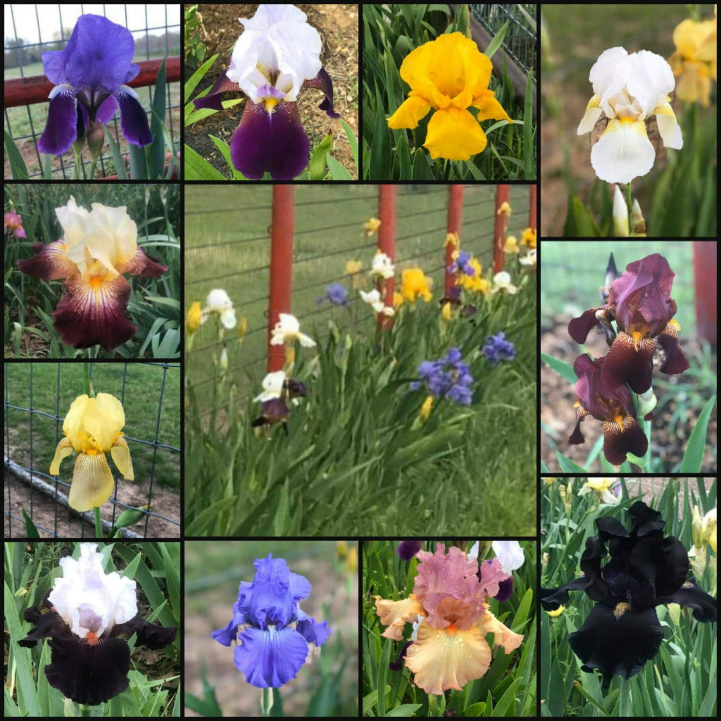 Bearded Iris Mixed Colors - for Planting - (5)