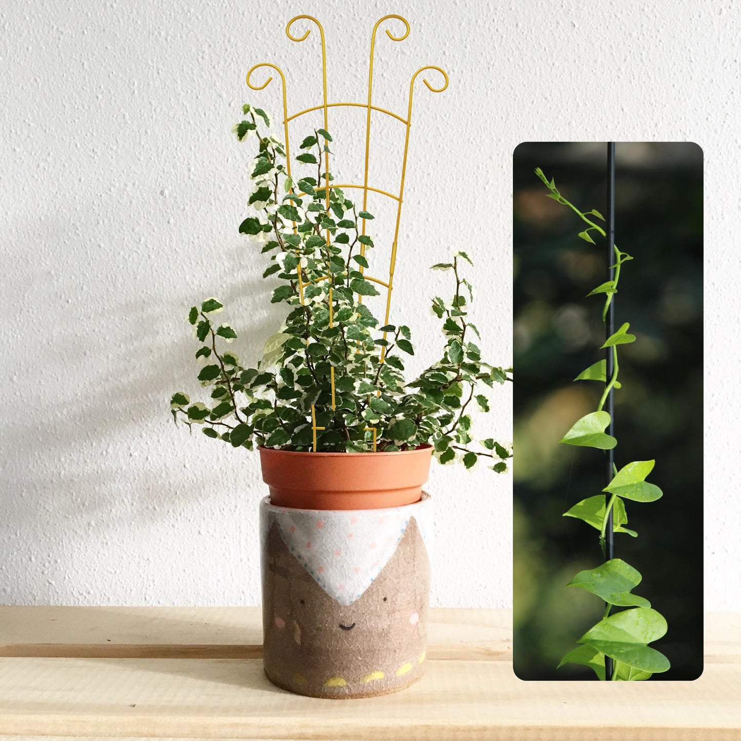Plant Trellis Indoor 3 Pack 30 Inch Trellis for Climbing Plants Indoor Trellis for Potted Plant Support for Hoya Vines Ivy(Gold, 30 inch)