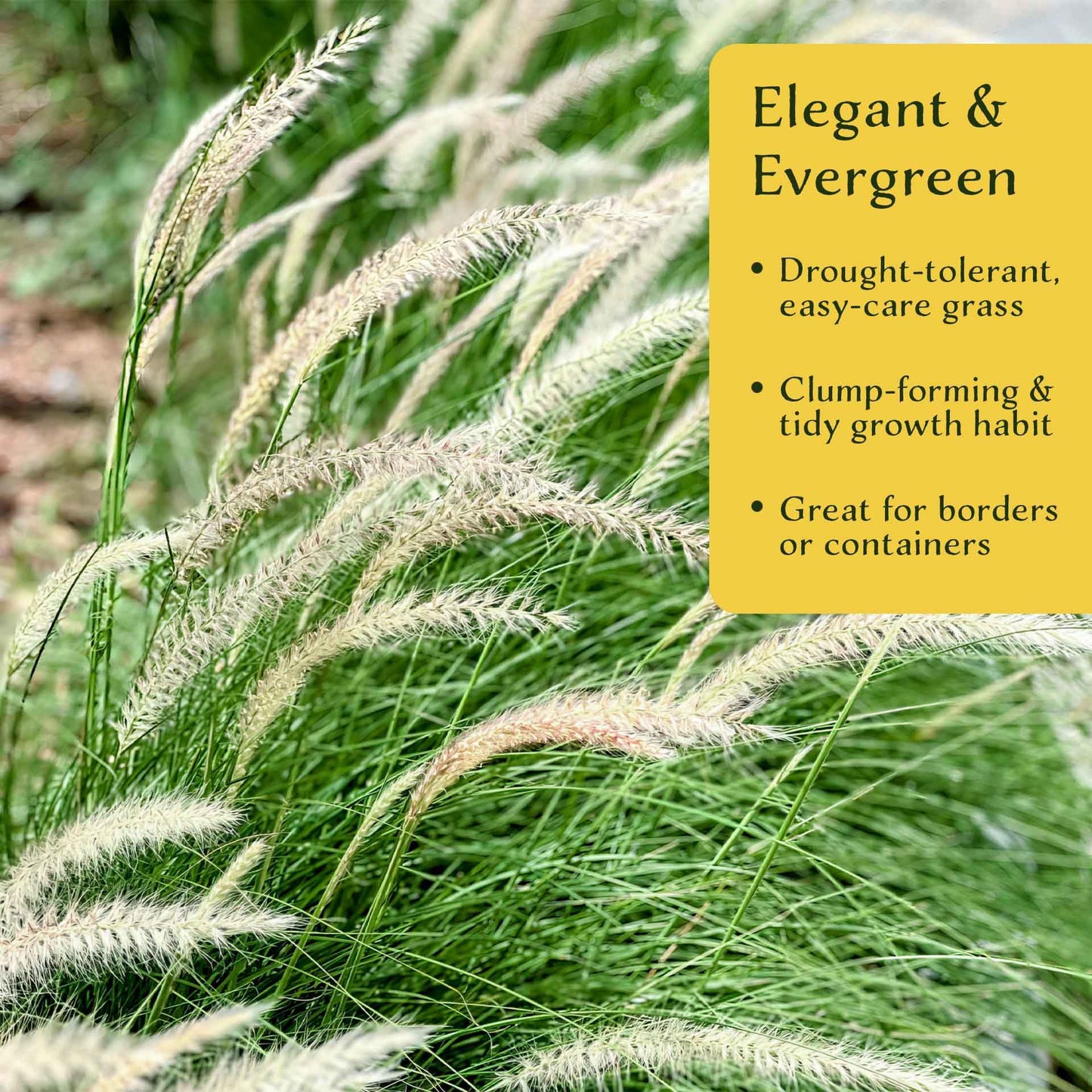 6 Fairy Tails Fountain Grass – Evergreen Ornamental Grass with Pink-White Plumes for Borders & Pots (Pennisetum ‘Fairy Tails’) in 2.5” Cubes, Live Plants