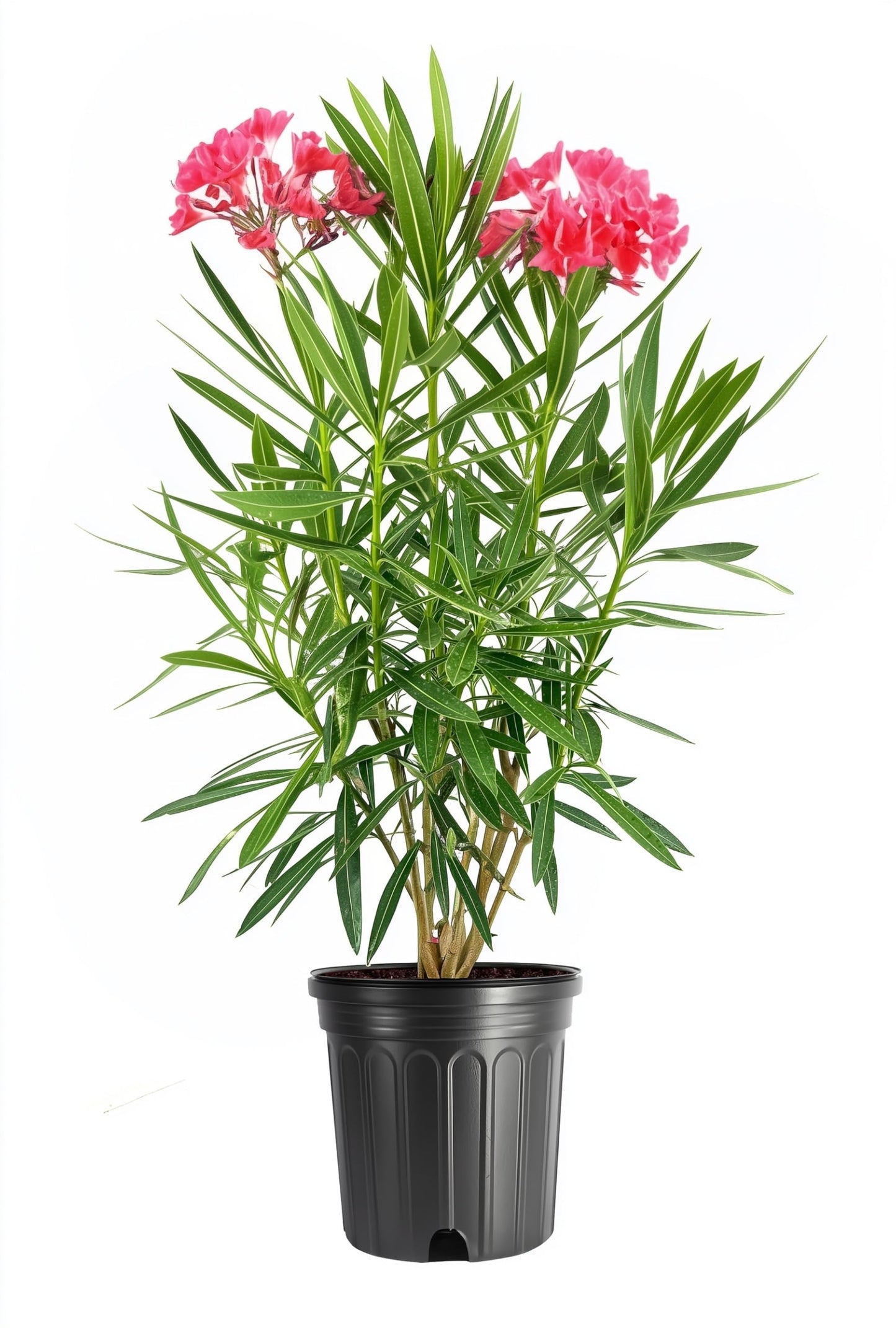 Oleander Calypso Nerium | 3 Extra Large Trade 3 Gallon Plants | Drought Tolerant Shrub, Tropical Flowering, Evergreen Landscaping, Fast Growing Outdoor Garden, Low Maintenance, Vibrant Pink Blooms