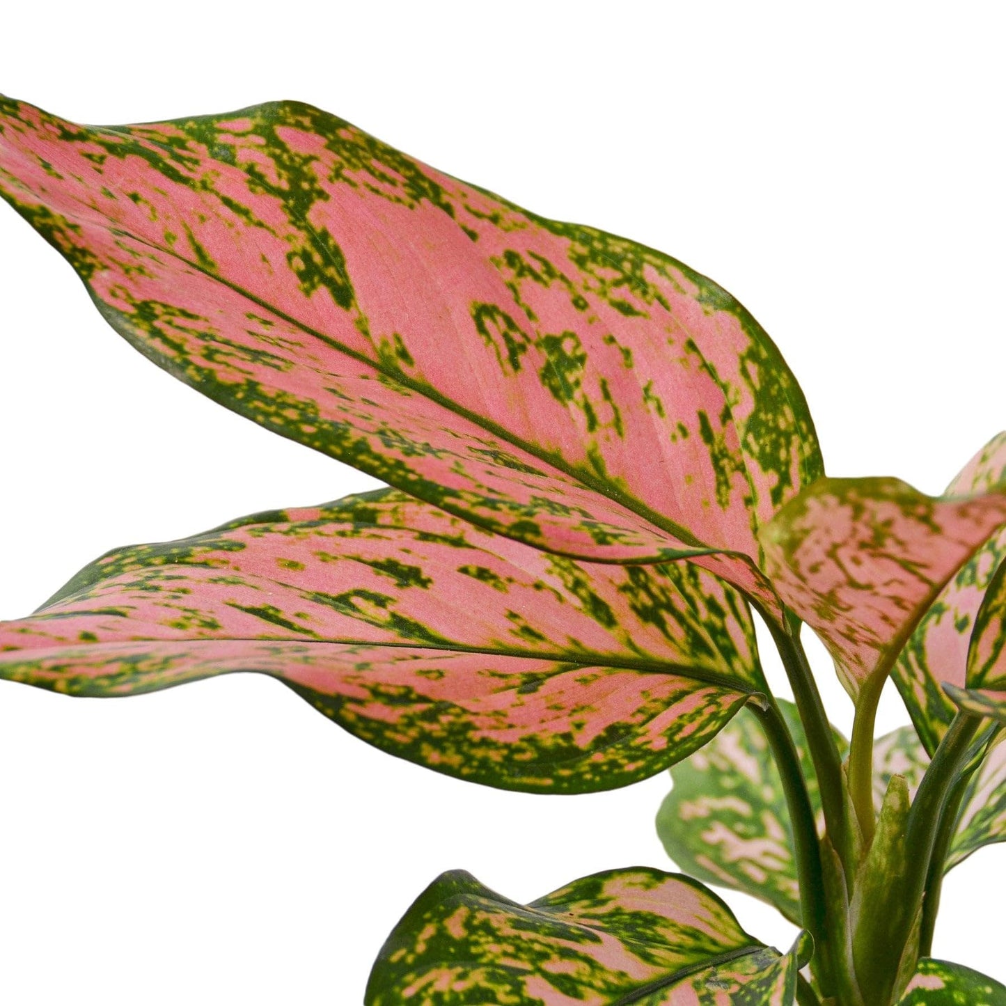 Chinese Evergreen 'Lady Valentine' | Live Plant for Indoor & Outdoor | for Living Room, Office, Bathroom | (2" Pot)