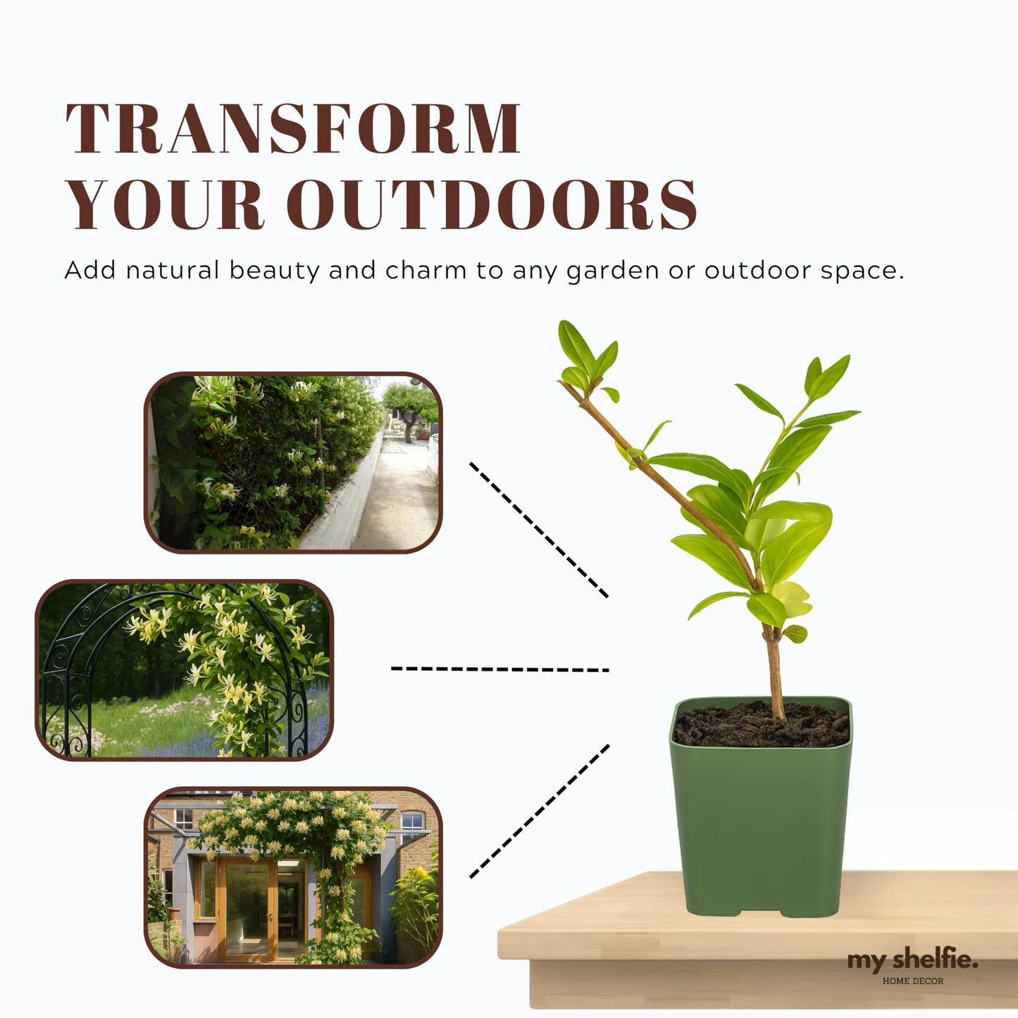 White Fragrant Japanese Honeysuckle Vine, Starter Plant, Climbing Landscape Outdoor Garden Plant 2 inch Pot (3)