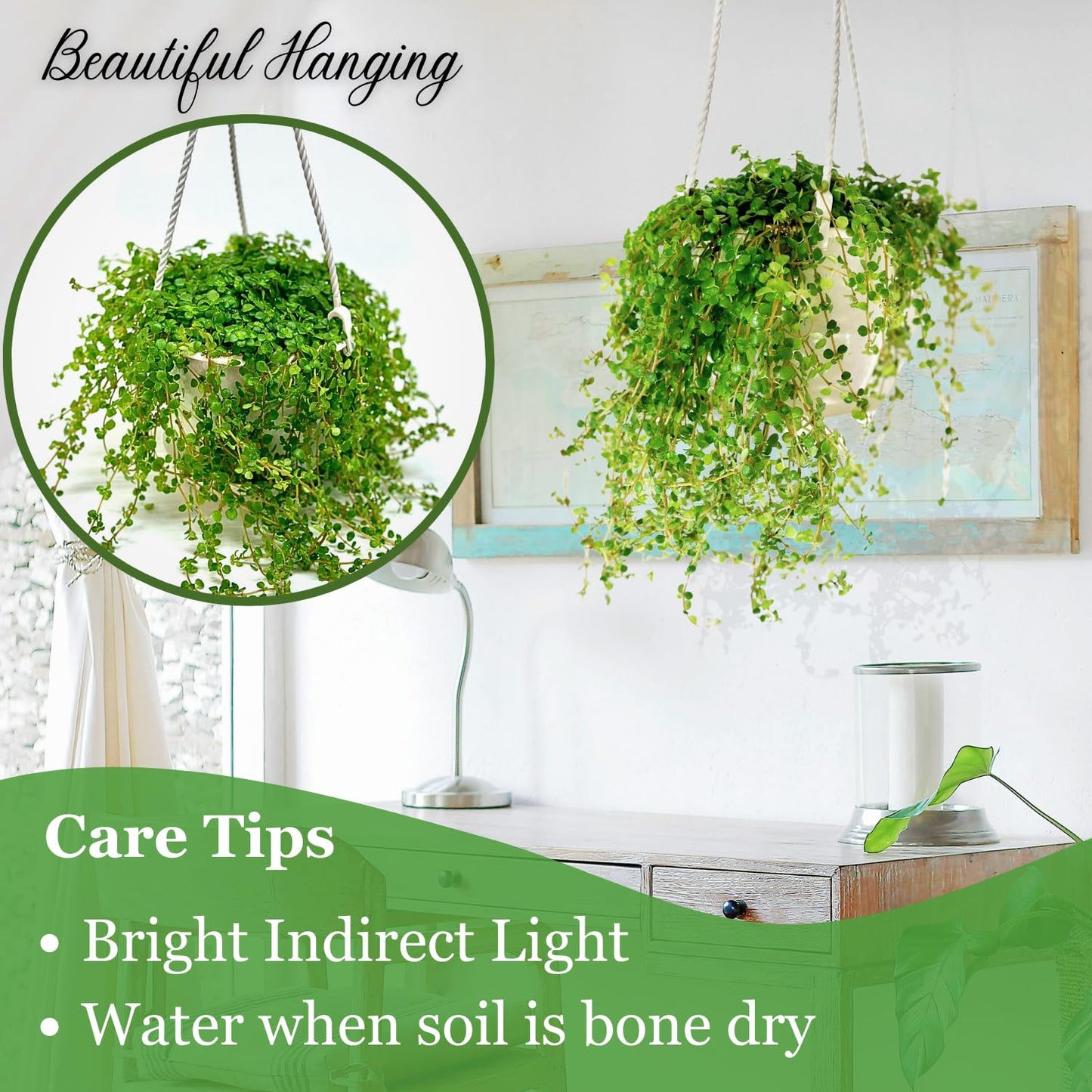 Pilea Depressa Live Plant with Hanging Basket - 4.5Inch Pilea Plant - Trailing Hanging Plants - Baby Tears Fully Rooted House Plants for Home Office Decorations & Birthday Gift(Heat Pack Included)