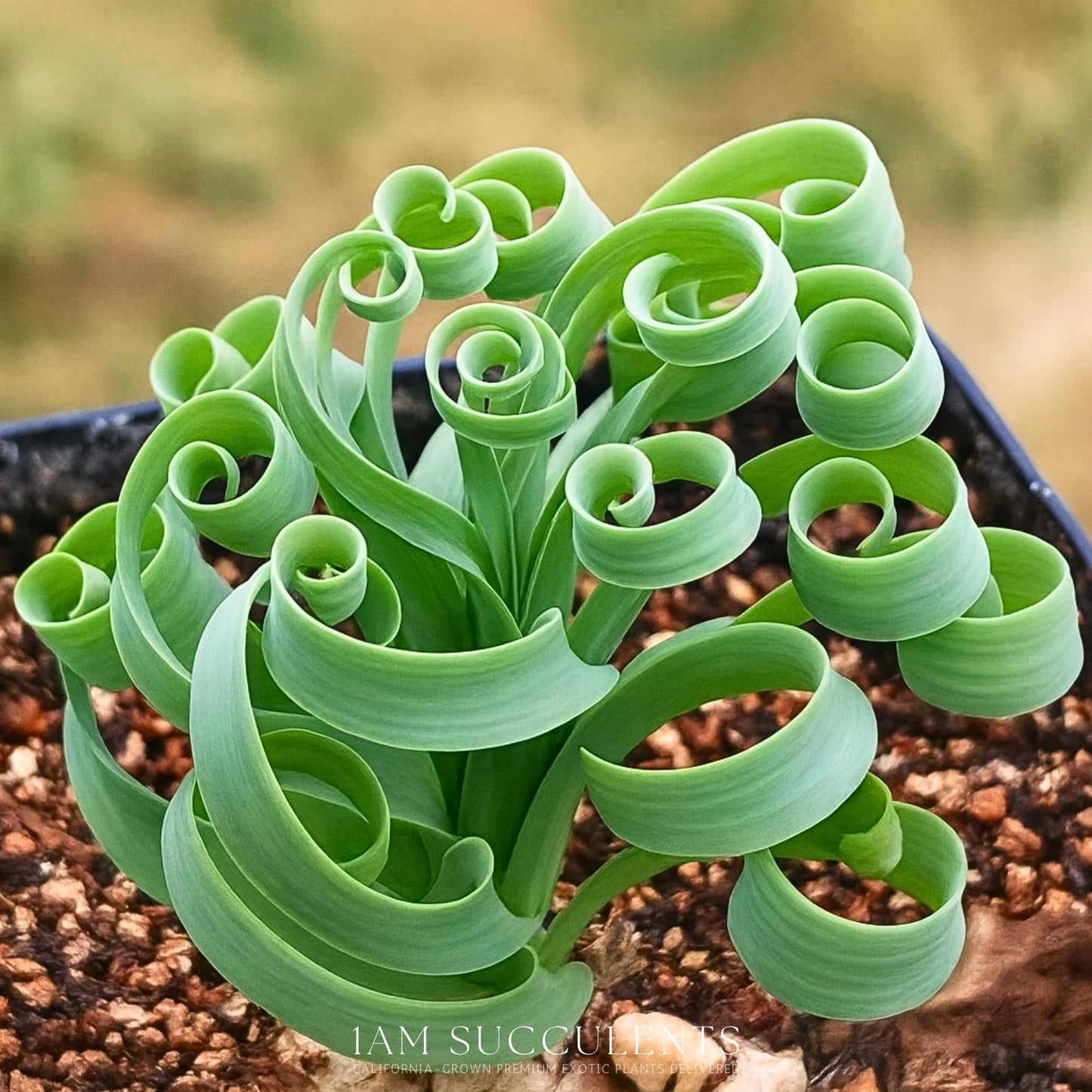 Albuca concordiana – Rare Spiral Albuca Bulb – Unique Curly Leaf Succulent – Easy Care Indoor/Outdoor Plant – One Bulb/Plant Only – Grown from California-Based Nursery – by 1am Succulents