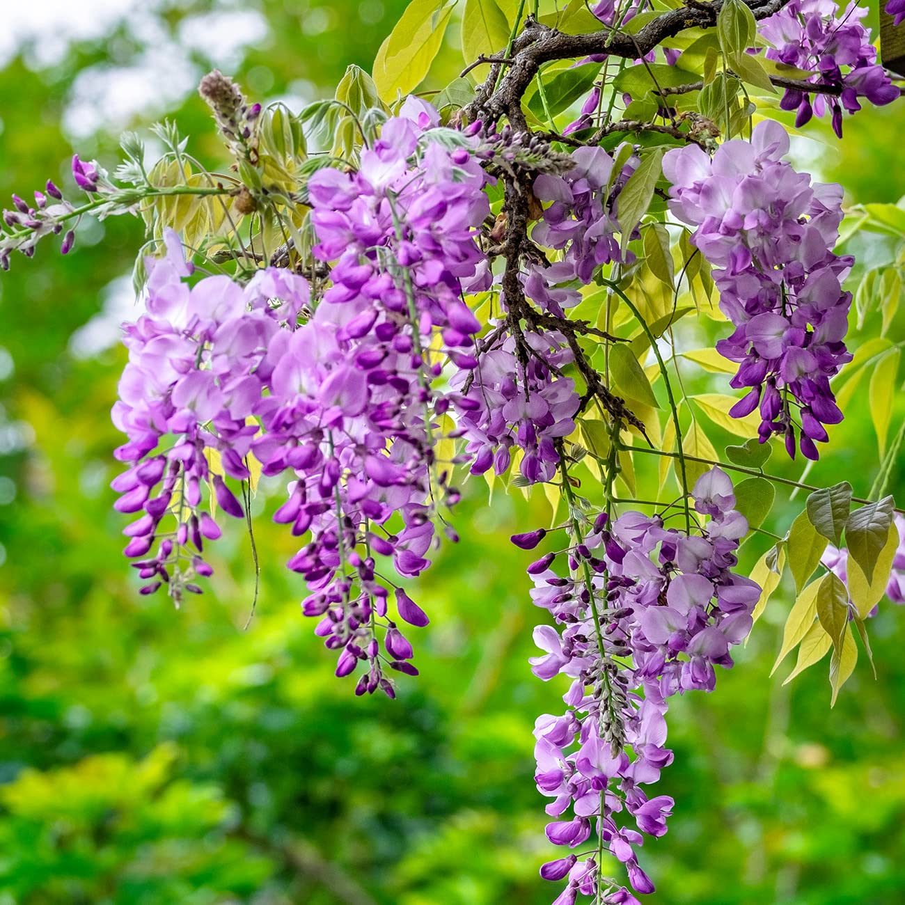 PERFECT PLANTS Blue Moon Wisteria Vine 3 Gallon | Live Shrub for Outdoor Planting | Fast Growing Vines for Trellis or Fence | Beautiful Flowers During Spring & Summer