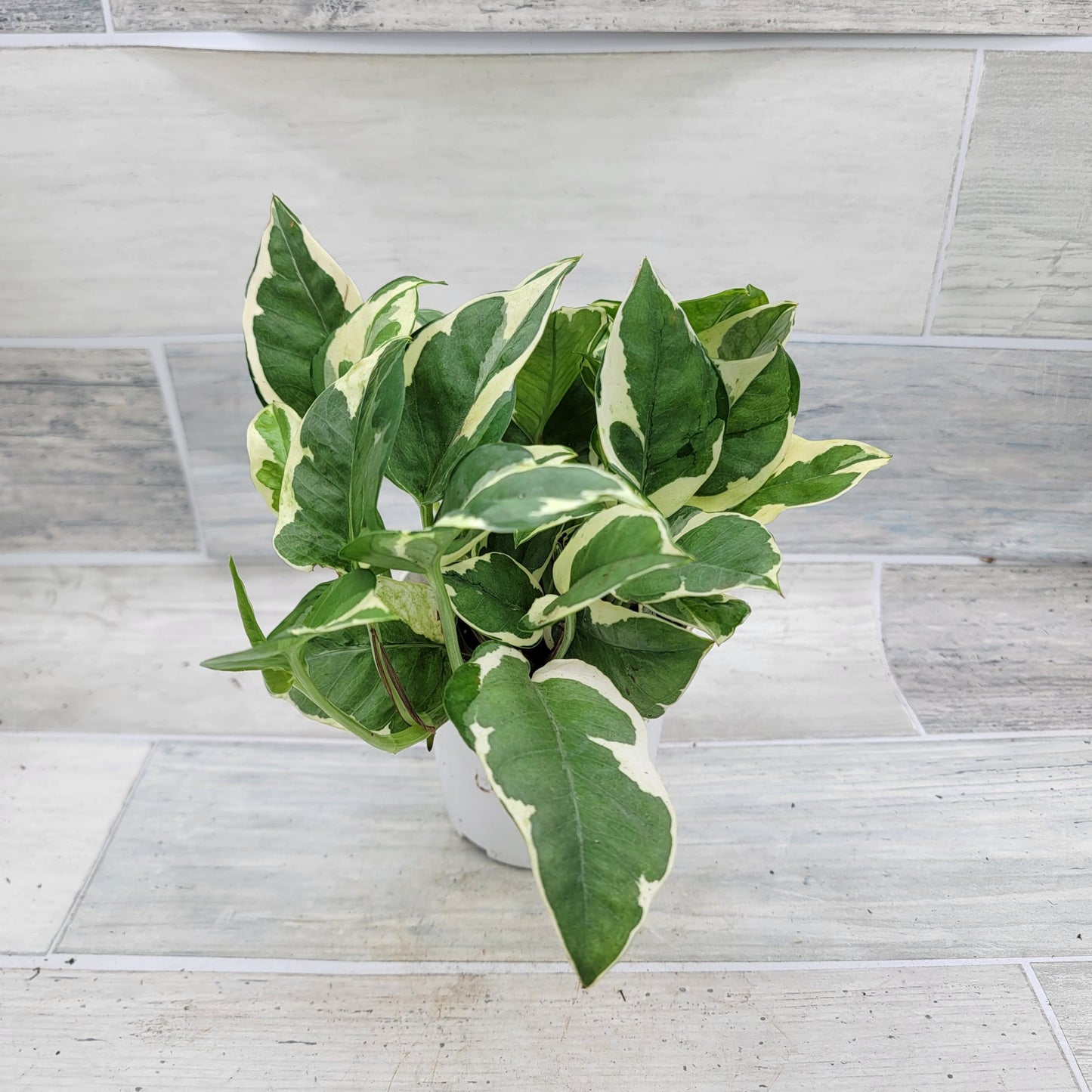 Pothos NJoy Live Houseplant 4 Inch Pot Established Variegated Epipremnum Aureum Easy Care Indoor Plant White Green Foliage Vining Devil's Ivy