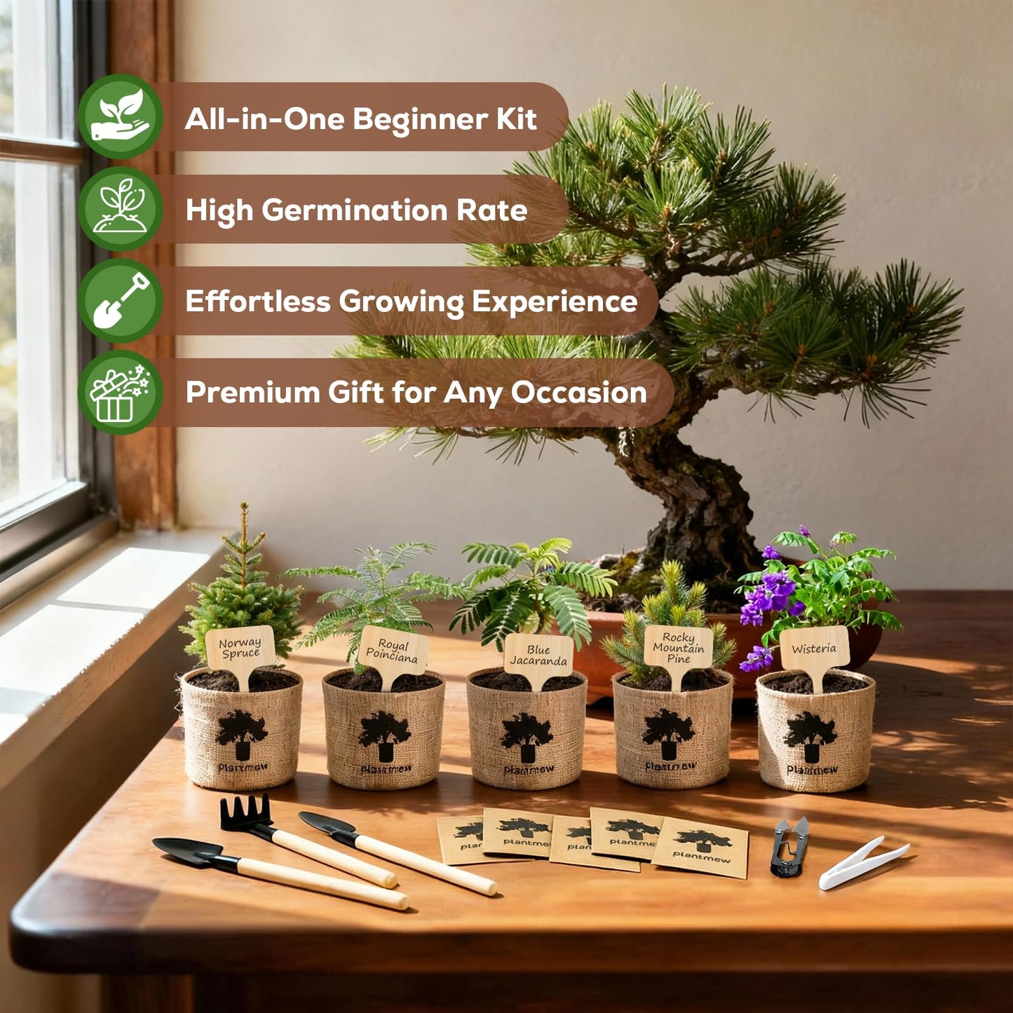 Christmas Gifts & Crafts for Adults - Bonsai Tree Starter Kit with 5 Unique Japanese Trees | Complete DIY Gardening Kit for Birthday | Gifts for Women, Men, Mom, Dad, Plant Lovers