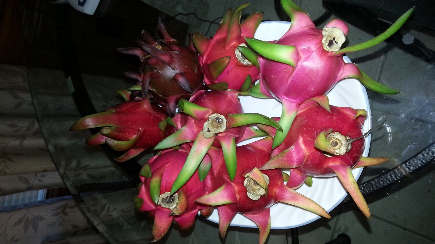 Dragon Fruit (White) - 3 Cuttings