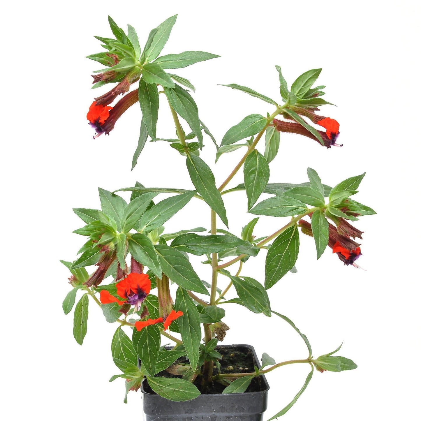 Cuphea Llavea, Bat-Faced Cuphea, C. Blepharophylla, Red or Torpedo Cuphea, Houseplant or Annual, Loved by Pollinators, Container Size: 3" (2.6x3.5)