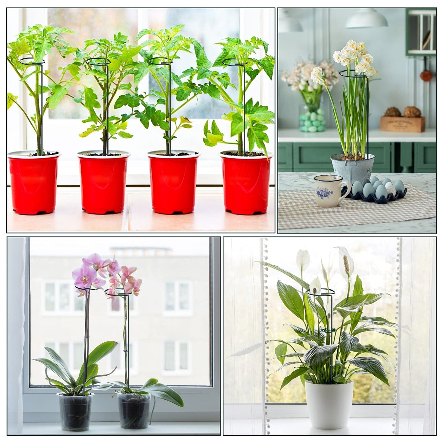 XYCING Green Metal Plant Support Stakes with Rings (Pack of 8) and 10 Plant Clips - Garden Single Stem Support Rod Set for Amaryllis, Rose, Tomato Seedling, Sapling