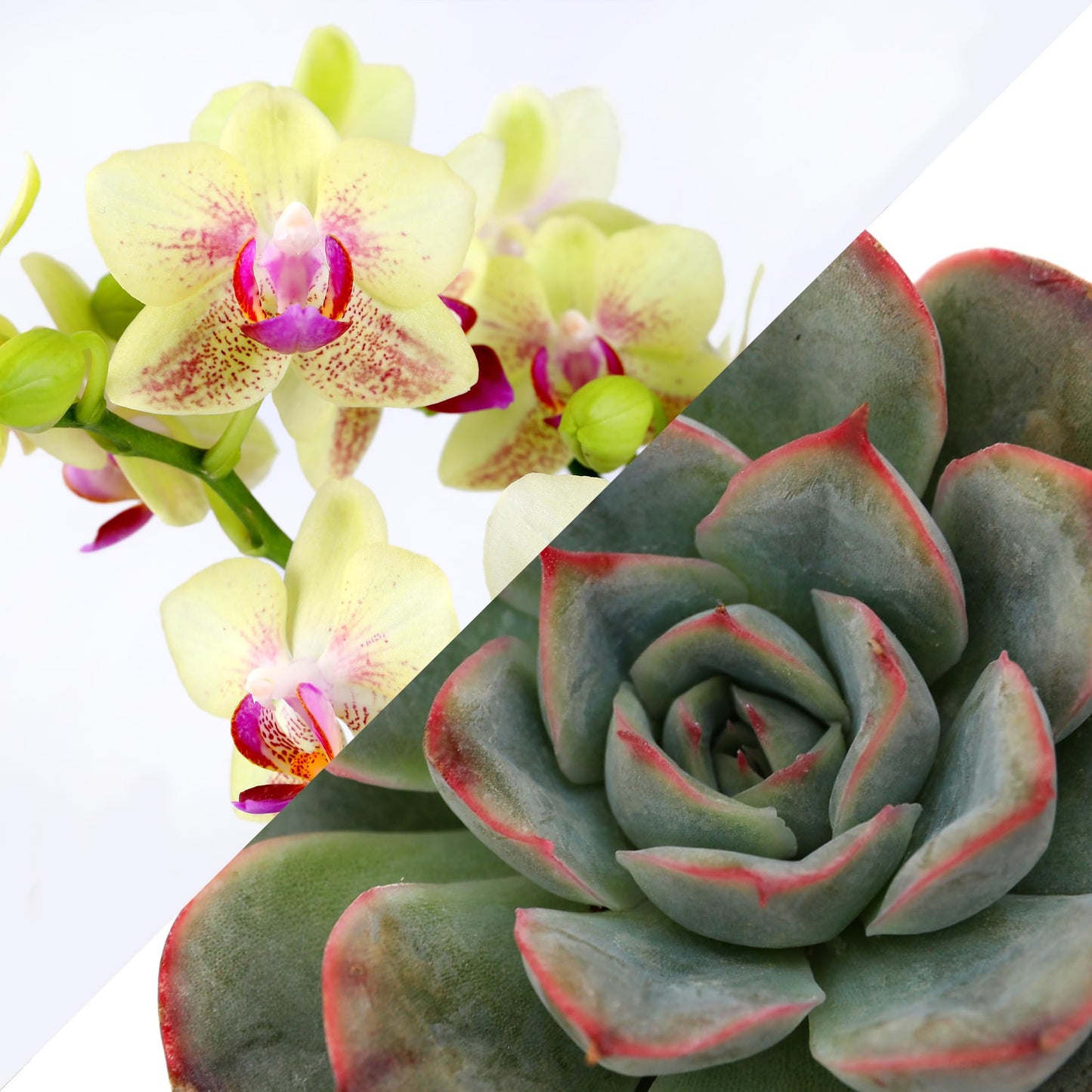 Green Circle Growers 4" Yellow Orchid and Succulent Duo in White Pot with Mom Pick, Indoor Live Plants, House Plant
