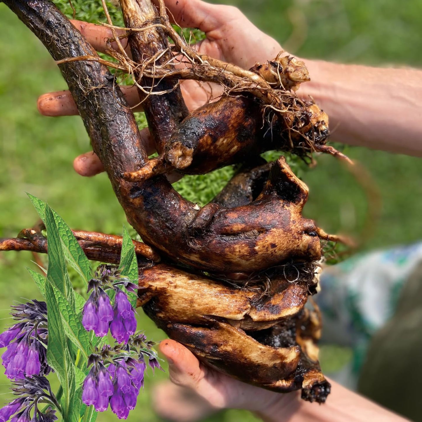 12 Comfrey Plant Roots Fast-Growing, High Yields Bocking 14 Comfrey Plant Live Roots, Perennial Herb Plant