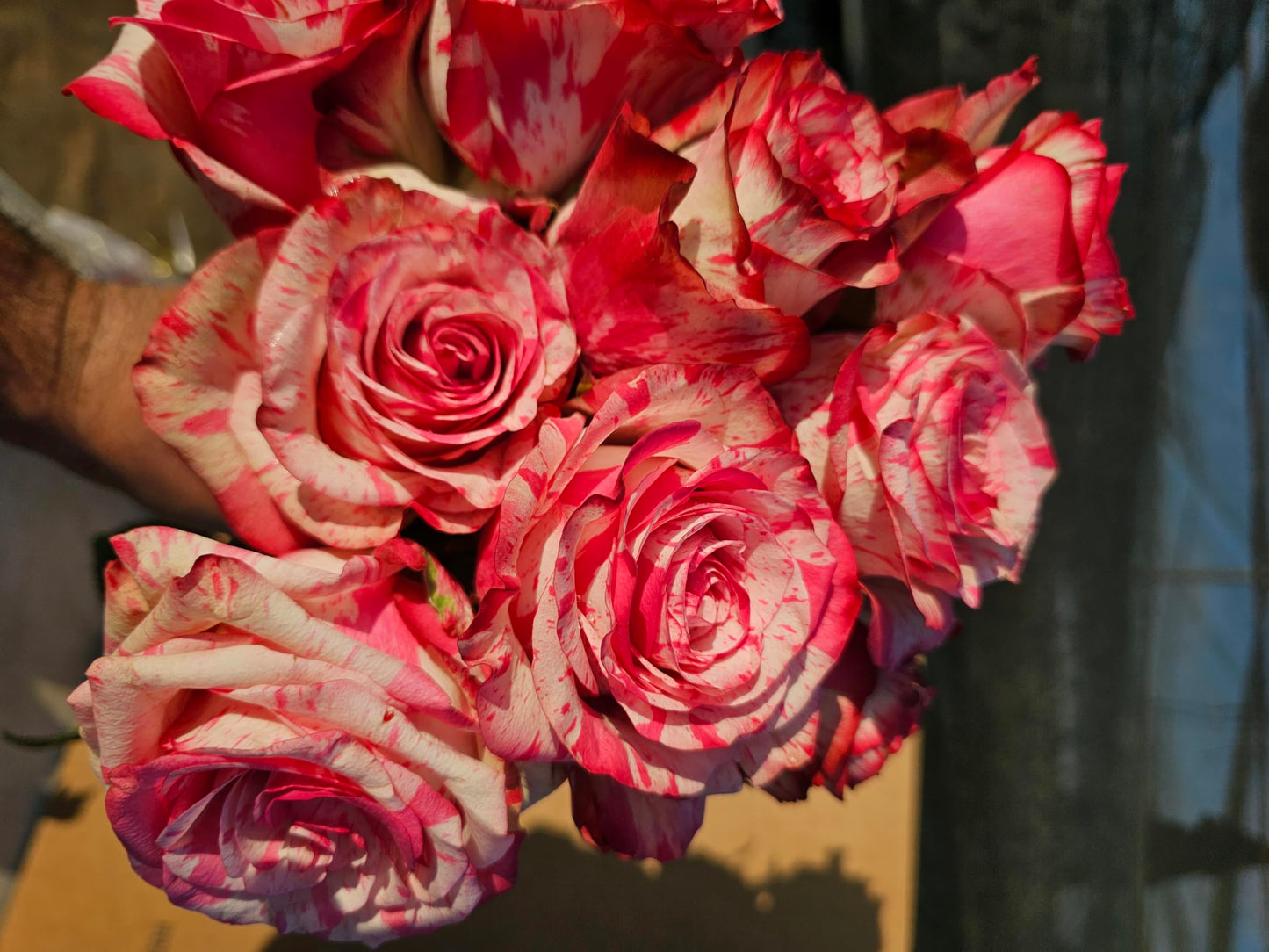 Ma Cherie Roses, Magic Times Rose Bush, Rose Bushes Ready to Plant, 2 Quart Pot, Live Plants Outdoor, Plant Gifts, Roses, Rare Plants