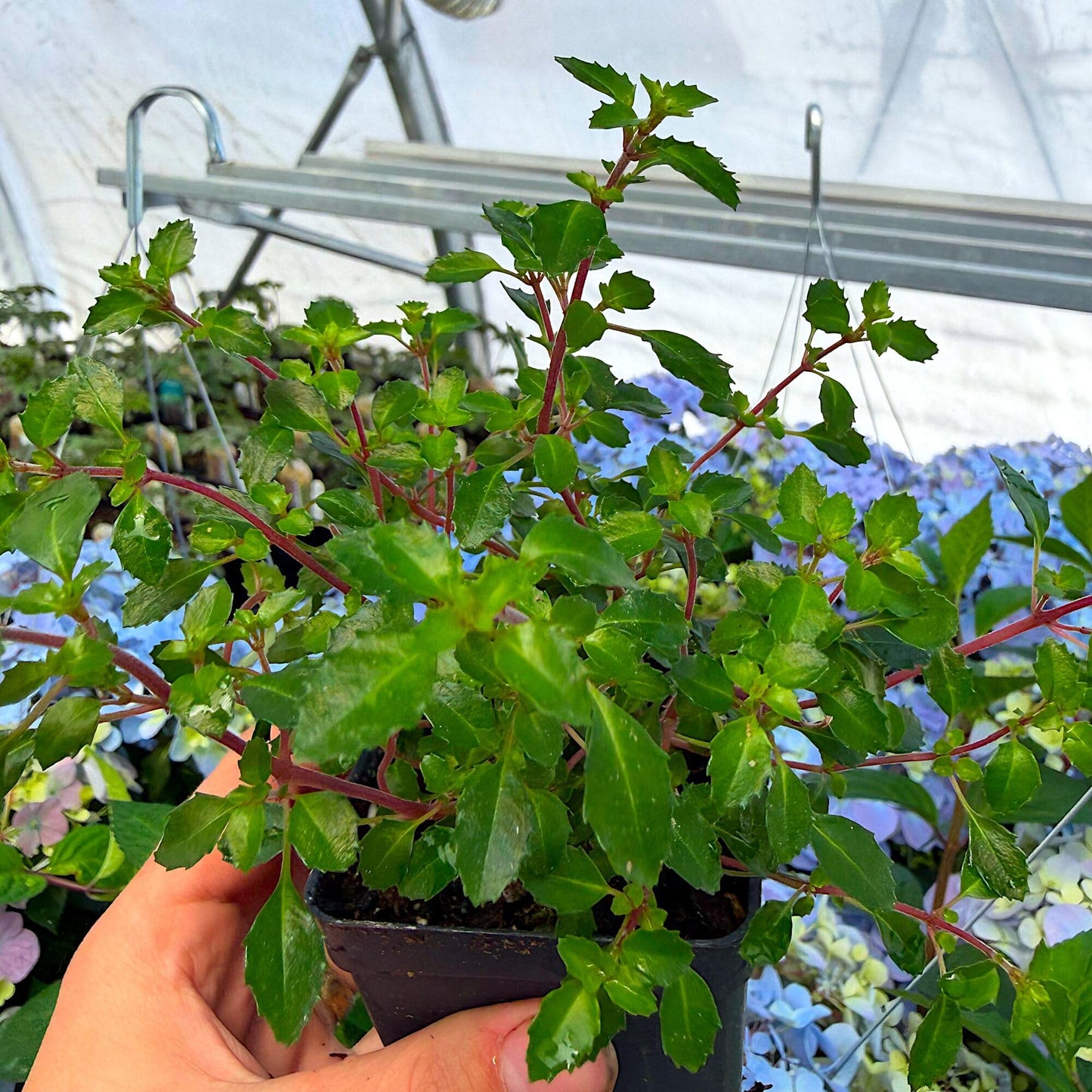 Fuchsia Lottie Hobby, Miniature Container Plant, Houseplant, Long Bloom Period and Profuse Flowering on Sun Loving Perennial for Indoors or Outdoors, Container Size: 3" (2.6x3.5)