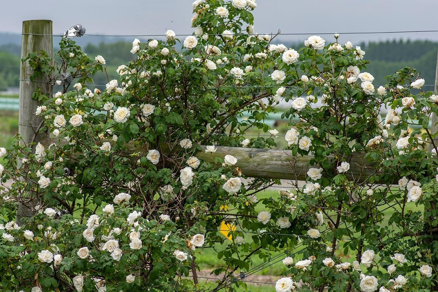 Live Plant - Cloud 10 White Climbing Rose - Live Plant - (1 Qt) - Repeat Blooms