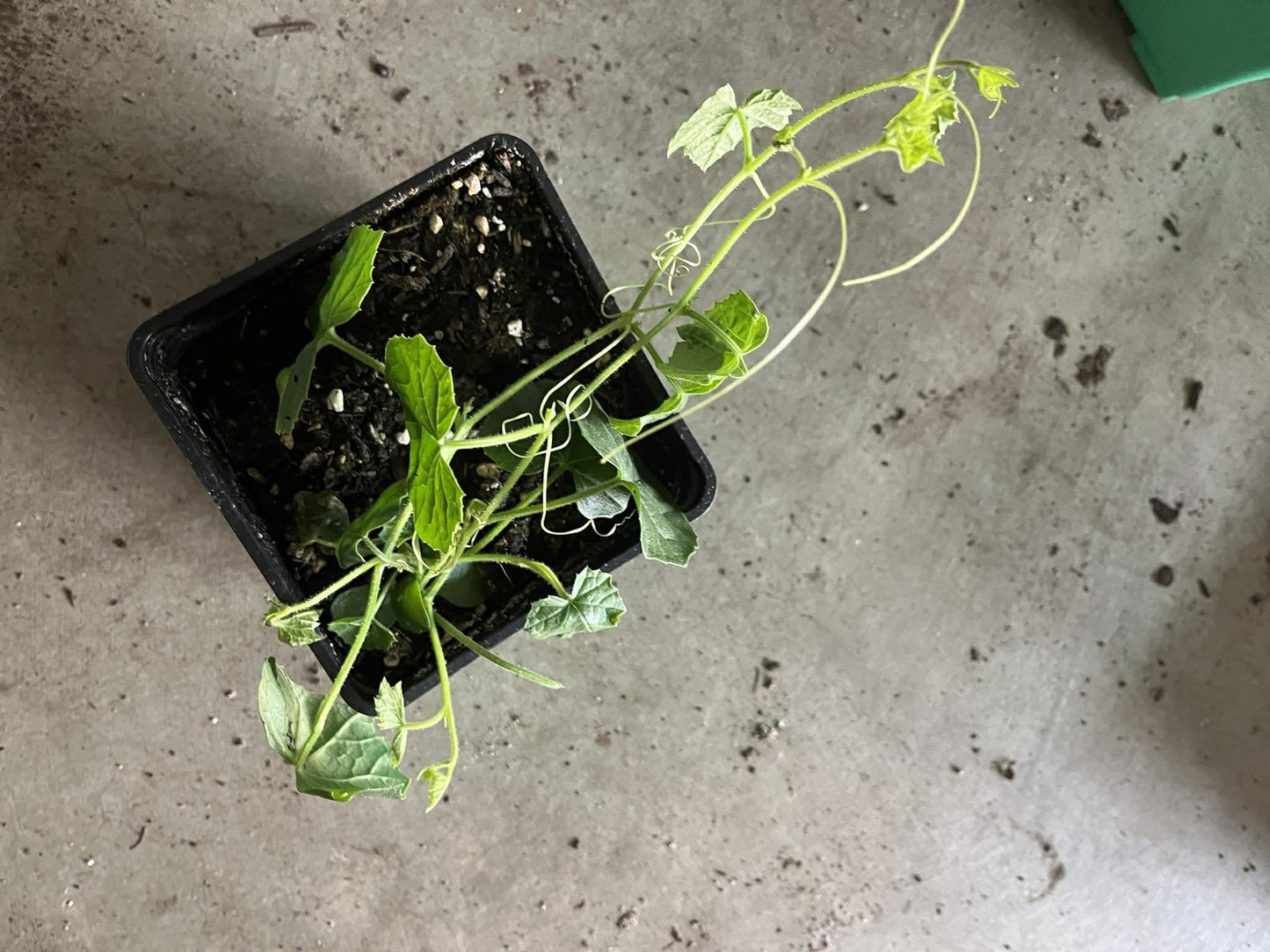 Cucamelons Plants Live Tiny Watermelon Vine Cucamelon Fruit Plant, 2 Plants in 4" Pot