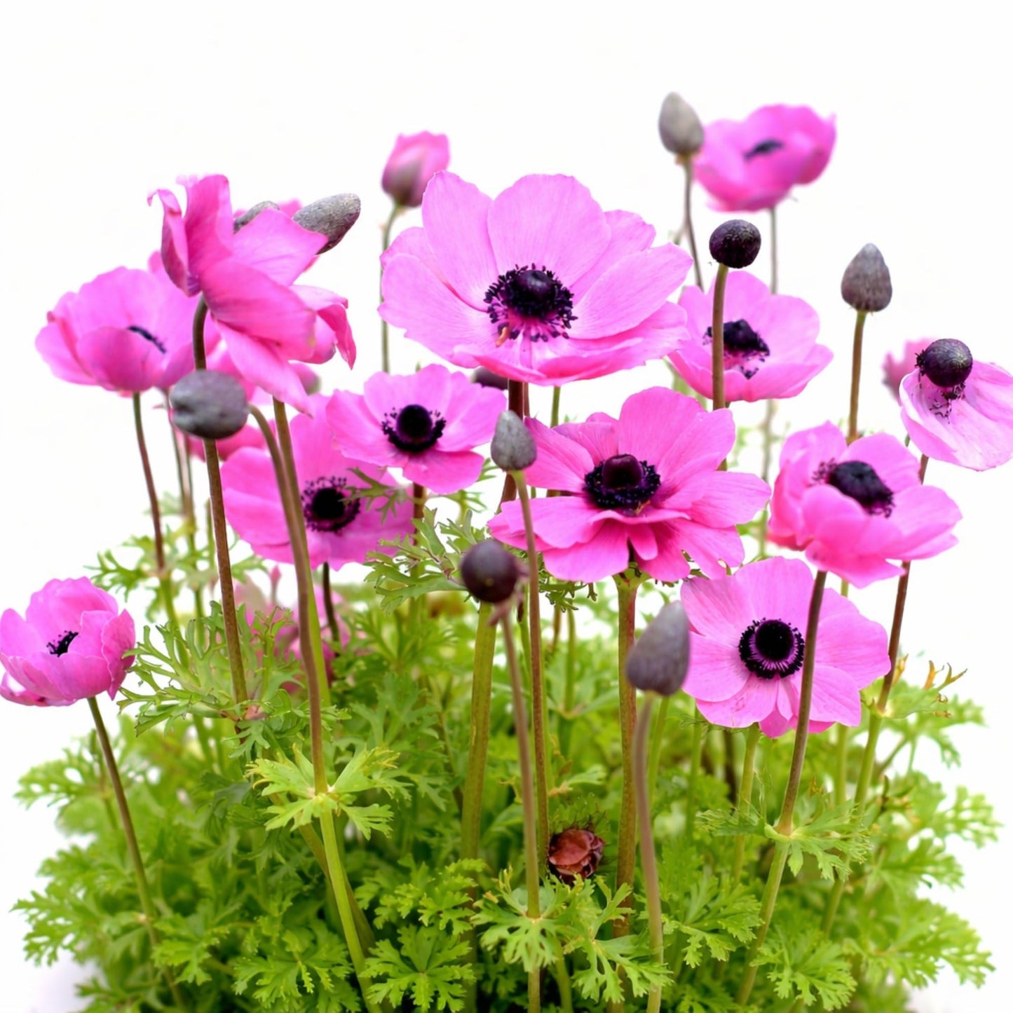 Easy to Grow Anemone Rosea Pack of 20 Flower Bulbs - Spring Pink Flowers in Full Sun, Great for Cutting