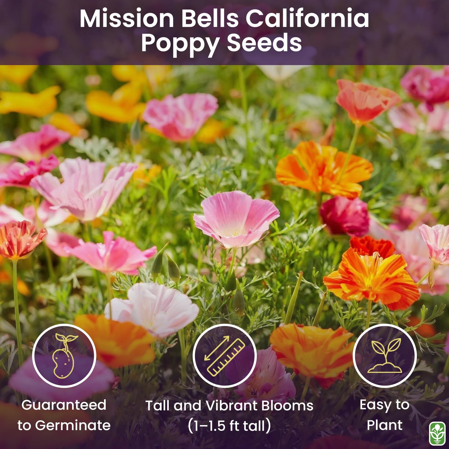 Marde Ross & Company California Poppy Seeds for Planting - 3,200 Fresh Seeds - Mission Bells Mix - California Wildflower Seeds - Pet Friendly - Grown in the USA