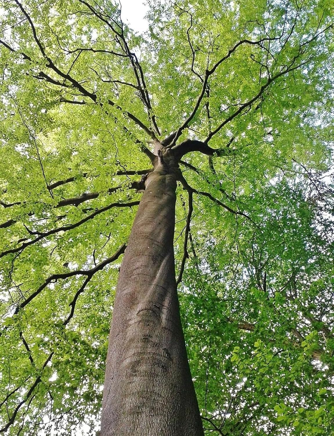 2 American Beech Trees - 12-18" Tall Live Plants - Hardwood Shade Tree Seedling - Fagus grandifolia - (2 Pack)