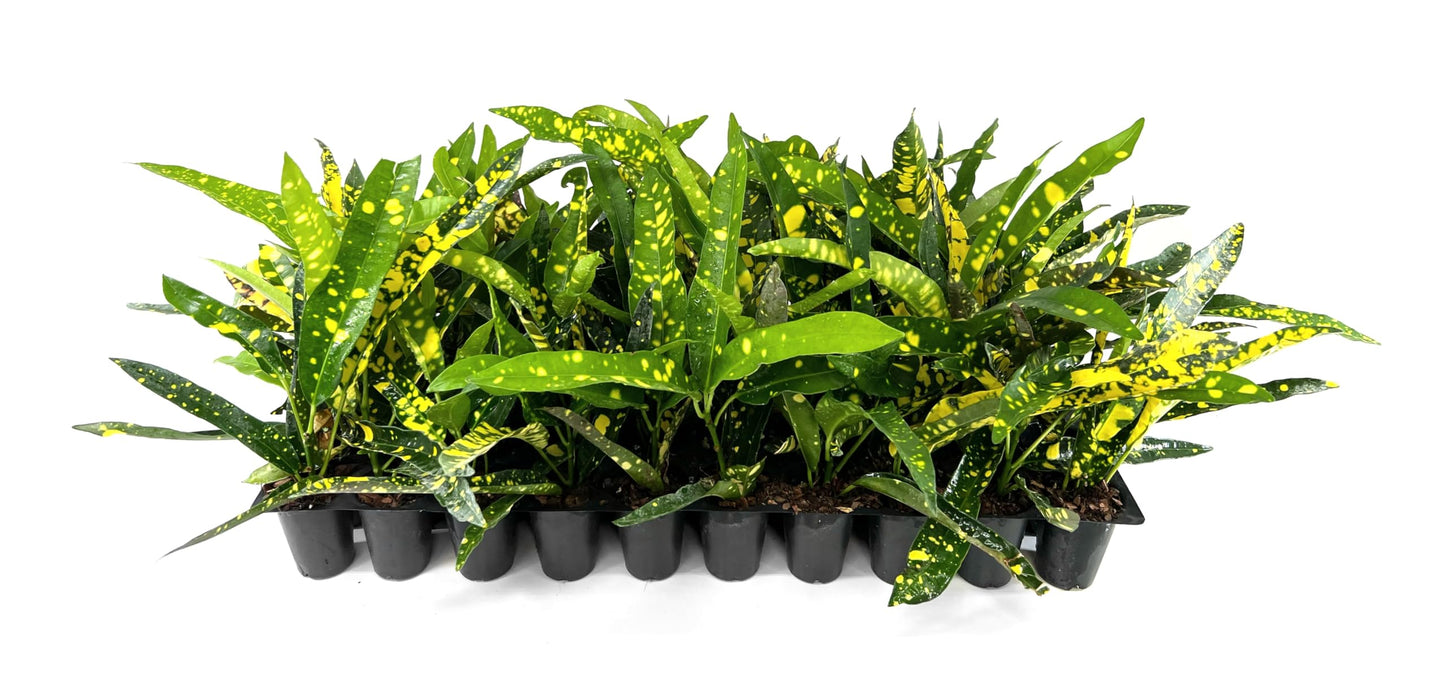 Croton Sloppy Painter Eleanor Roosevelt | 10 Live Plants | Codiaeum Variegatum | Outdoor Indoor Foliage, Tropical Houseplant, Easy Care, Vibrant Leaves, Unique Variegation, Low Light Adaptable